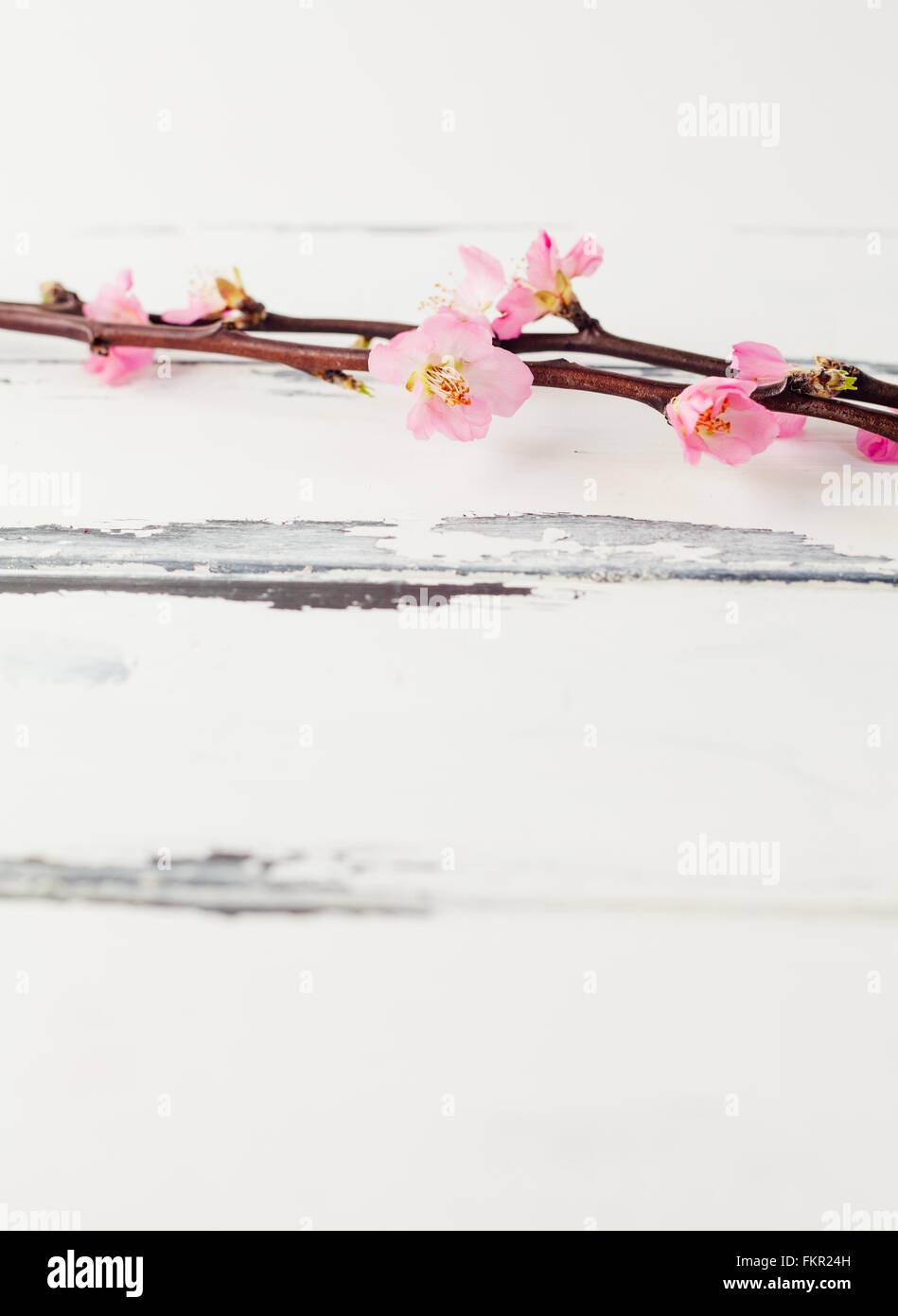 cherry blossom on white wooden vintage background Stock Photo