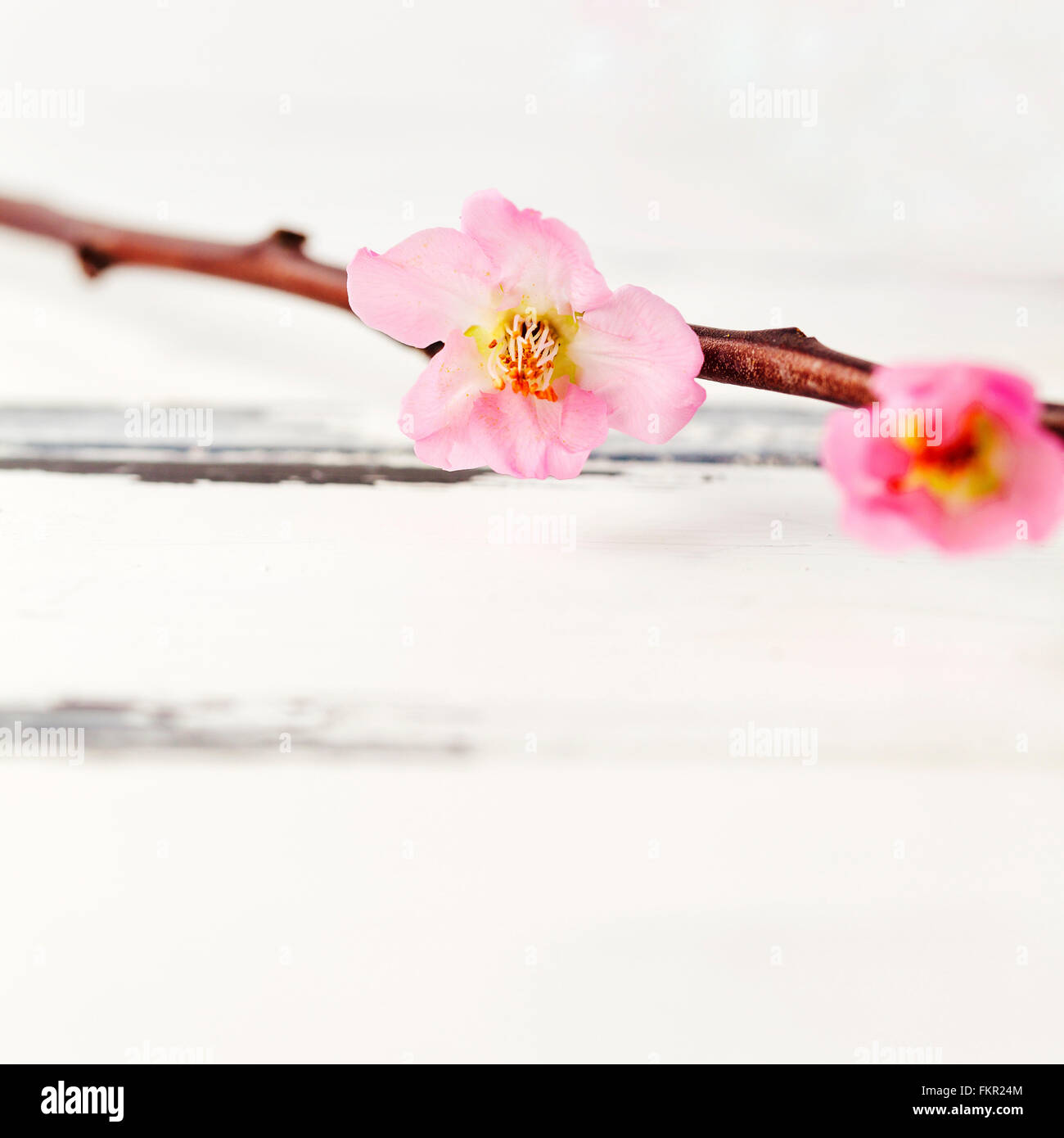 cherry blossom on white wooden vintage background Stock Photo