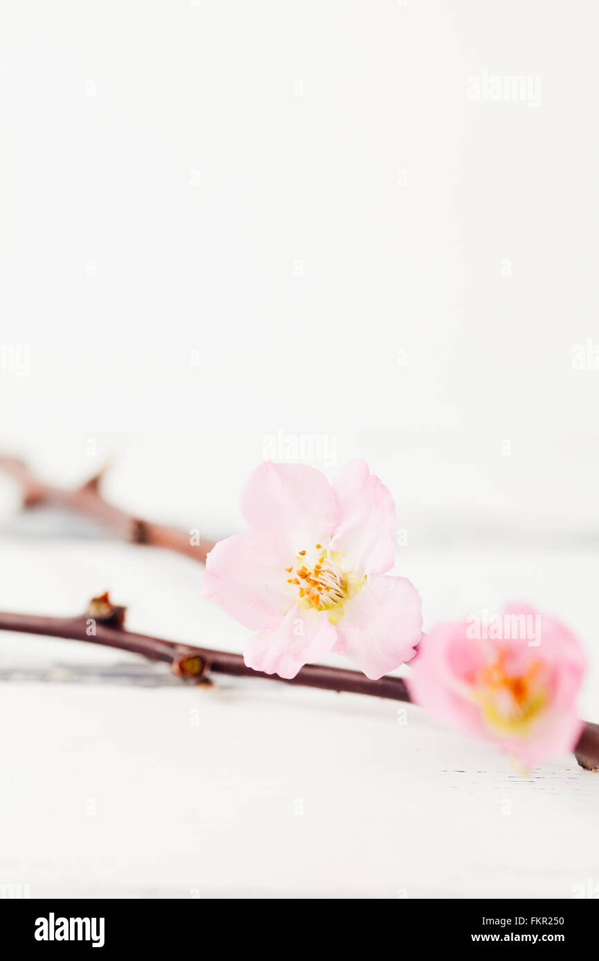 close up picture of cherry blossom on white background with copy-space ...