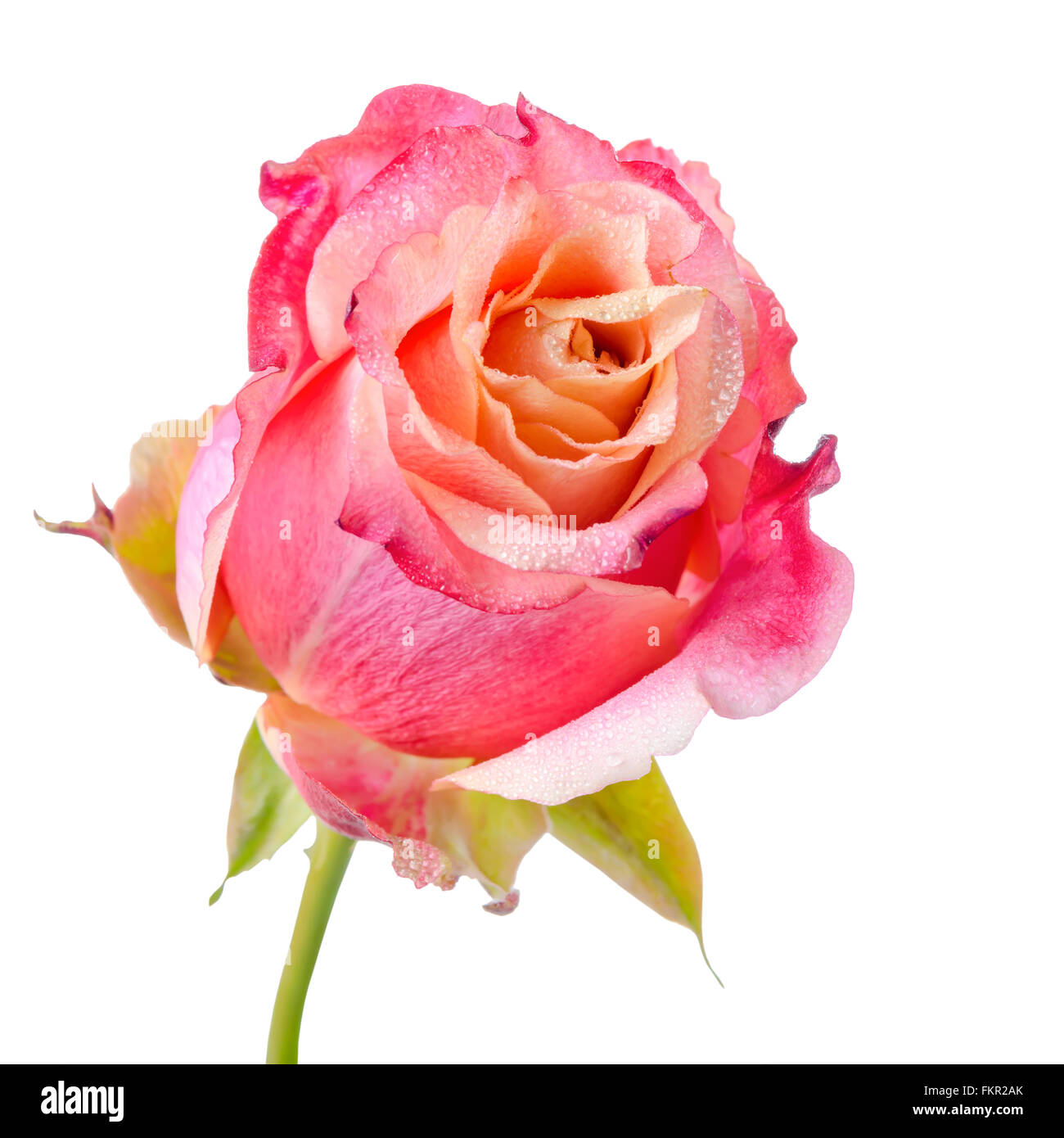 close up of abstract romantic beautiful pink and orange rose flower with dew is isolated on white background Stock Photo