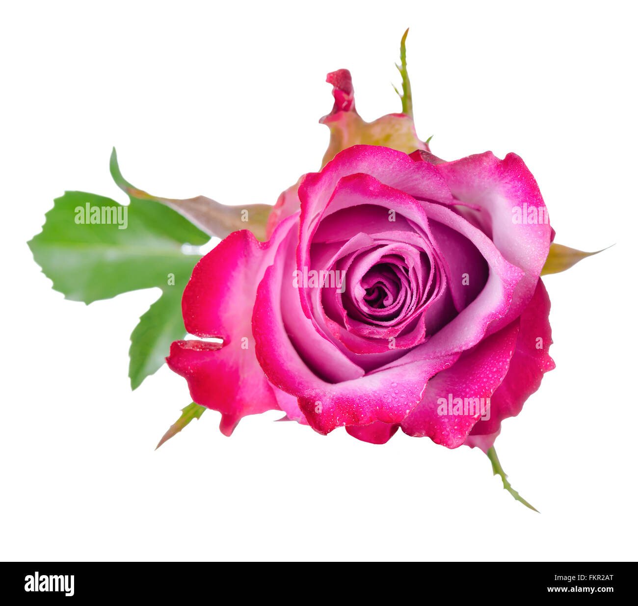 top view of beautiful pink rose flower with leaves is isolated on white background Stock Photo