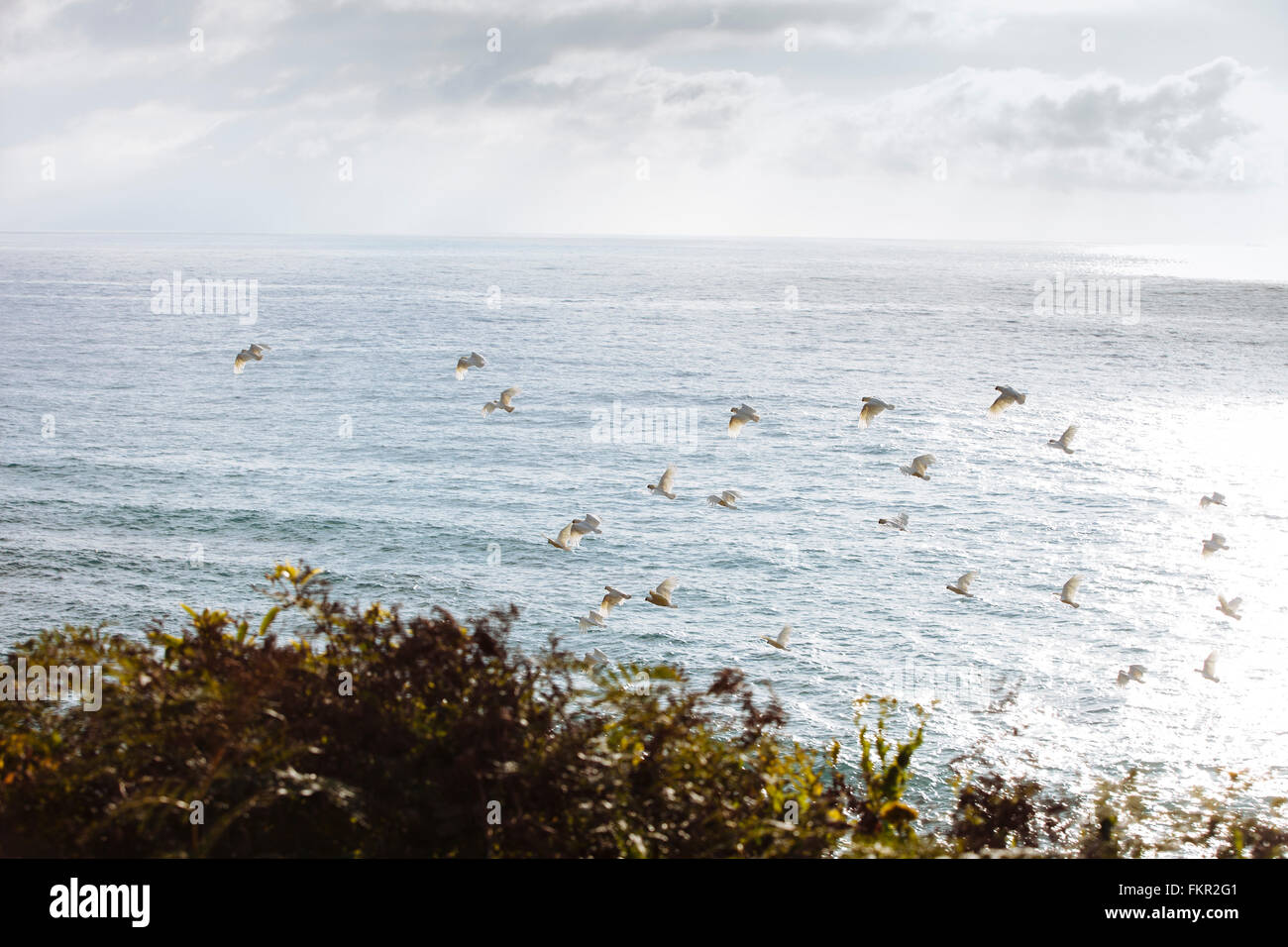 Flock of birds flying over ocean Stock Photo