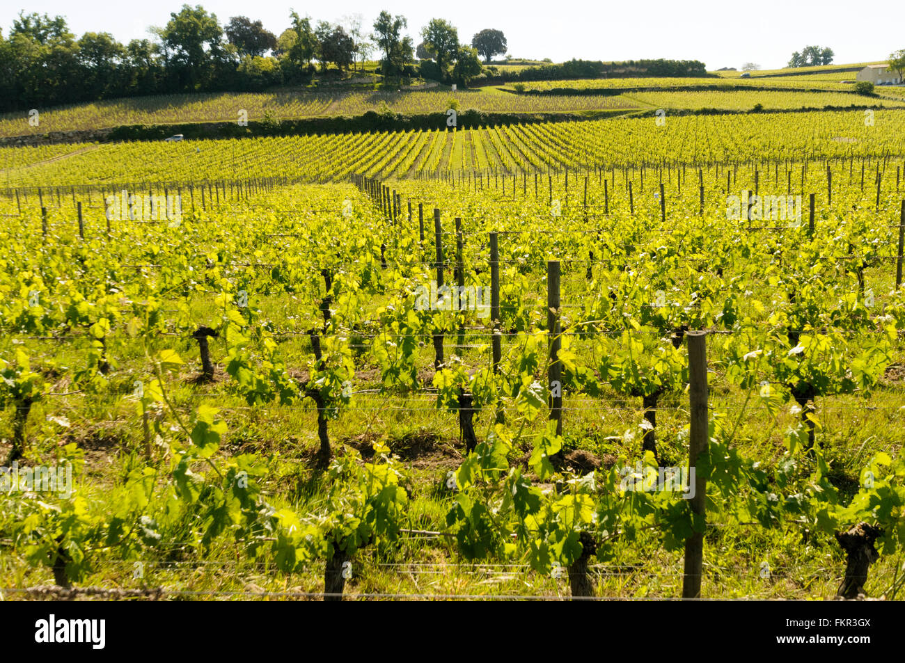 Vineyards of Saint Emilion, Gironde, Aquitaine, France Stock Photo