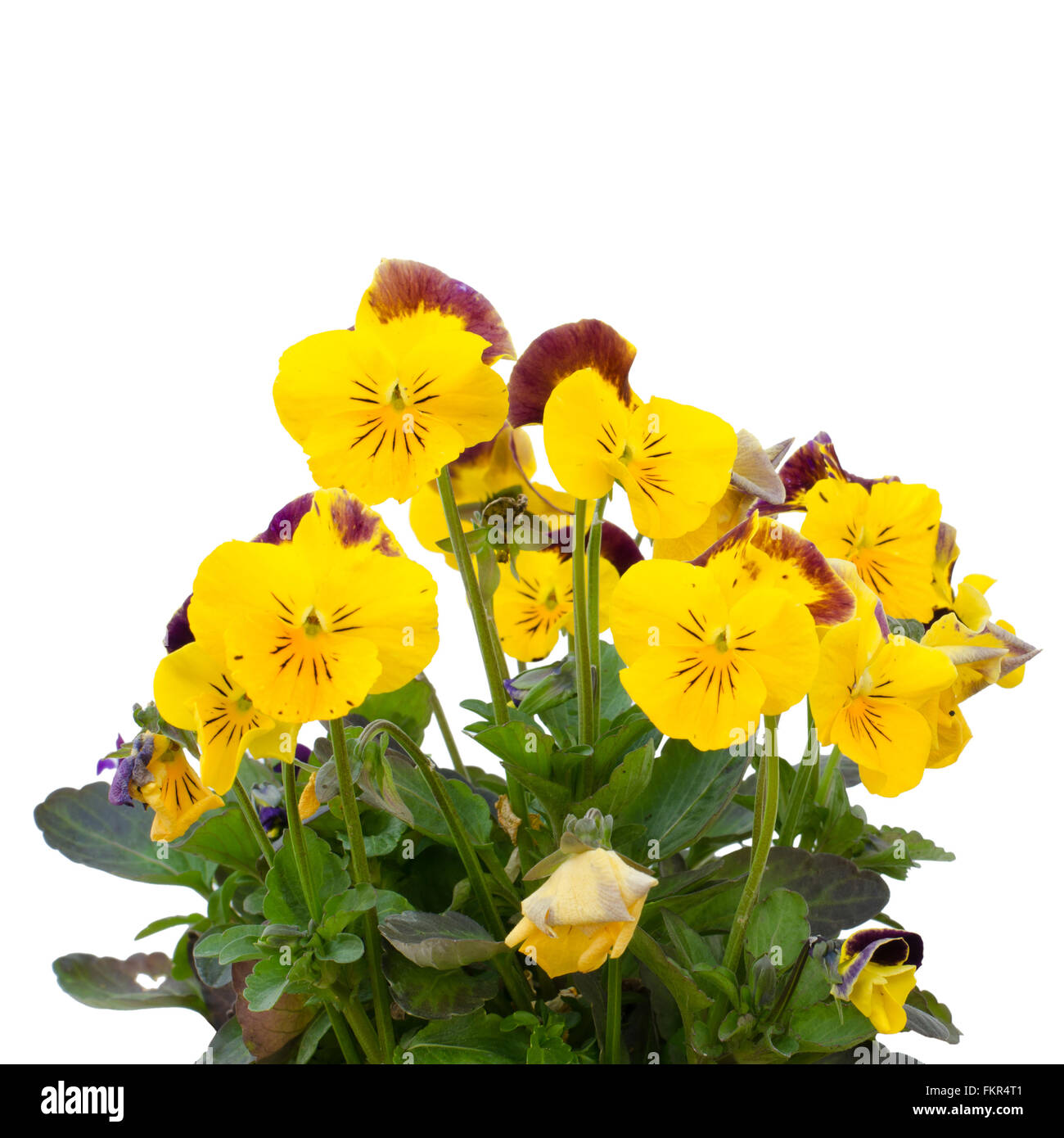 Viola cornuta flower isolated on white background Stock Photo