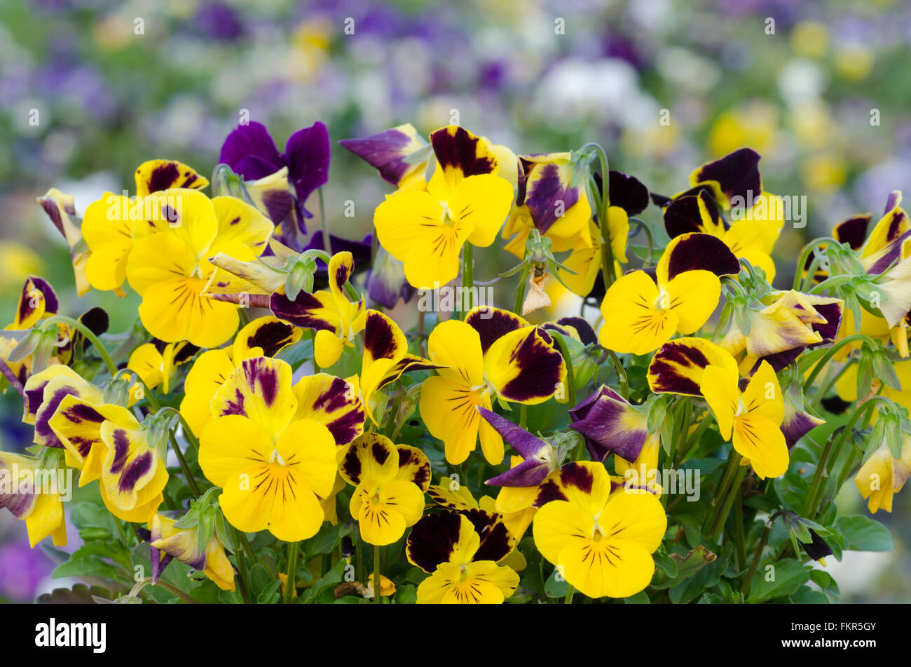 Viola cornuta, horned pansy, tufted pansy Stock Photo