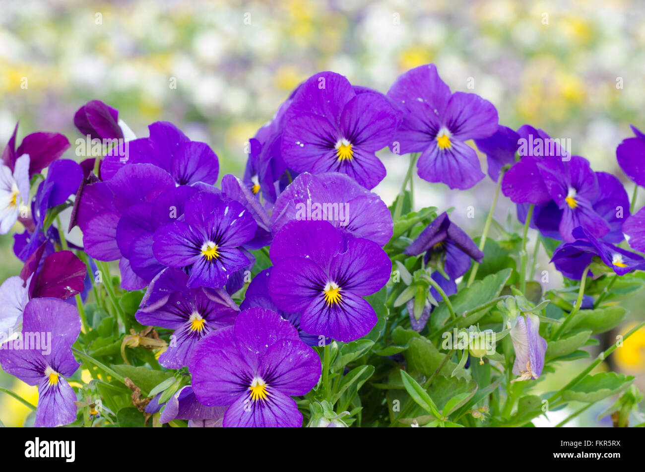 Viola cornuta, horned pansy, tufted pansy Stock Photo