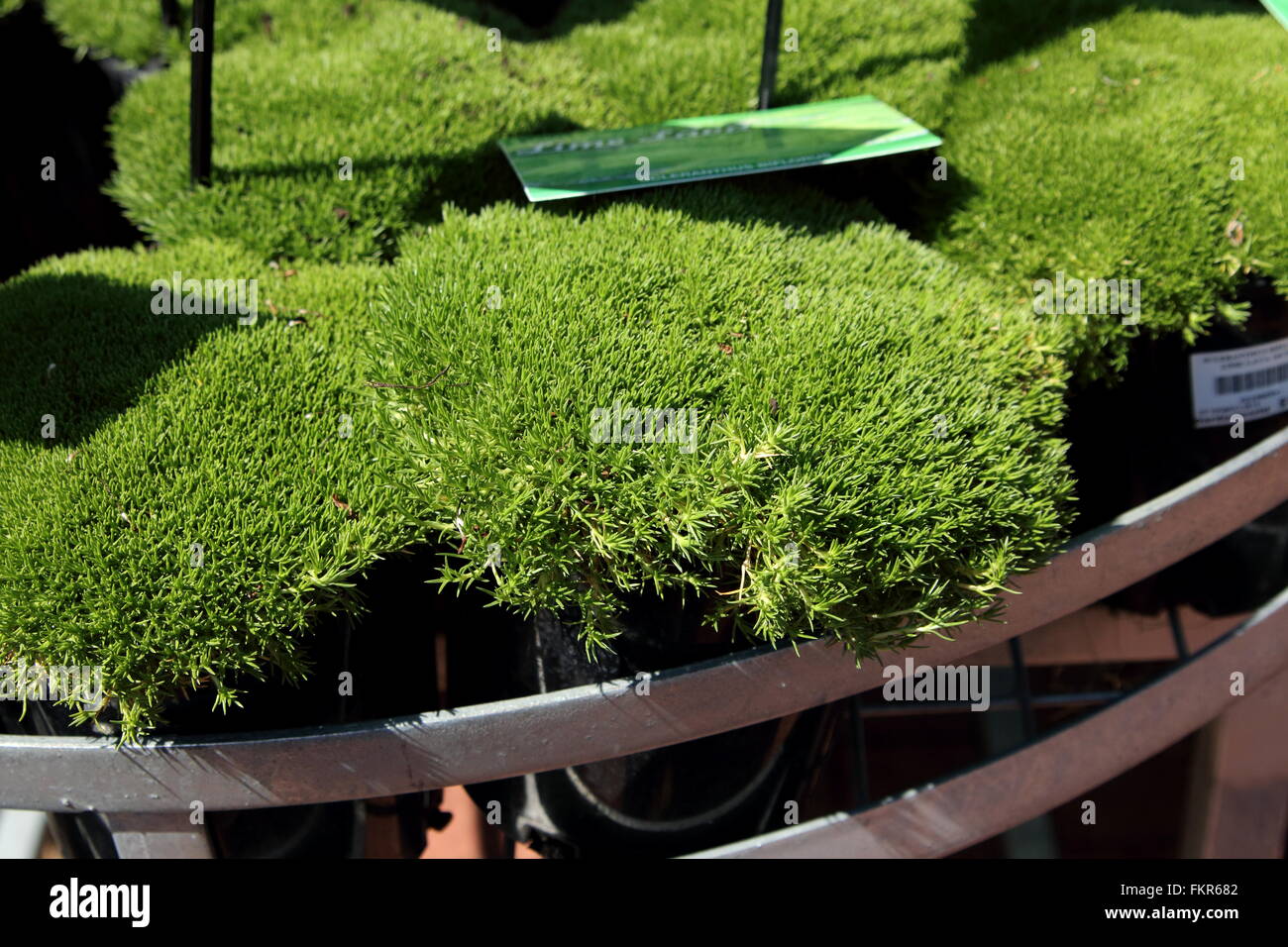 Scleranthus Biflorus or known as Lime Lava, Australian native  ground cover plant Stock Photo