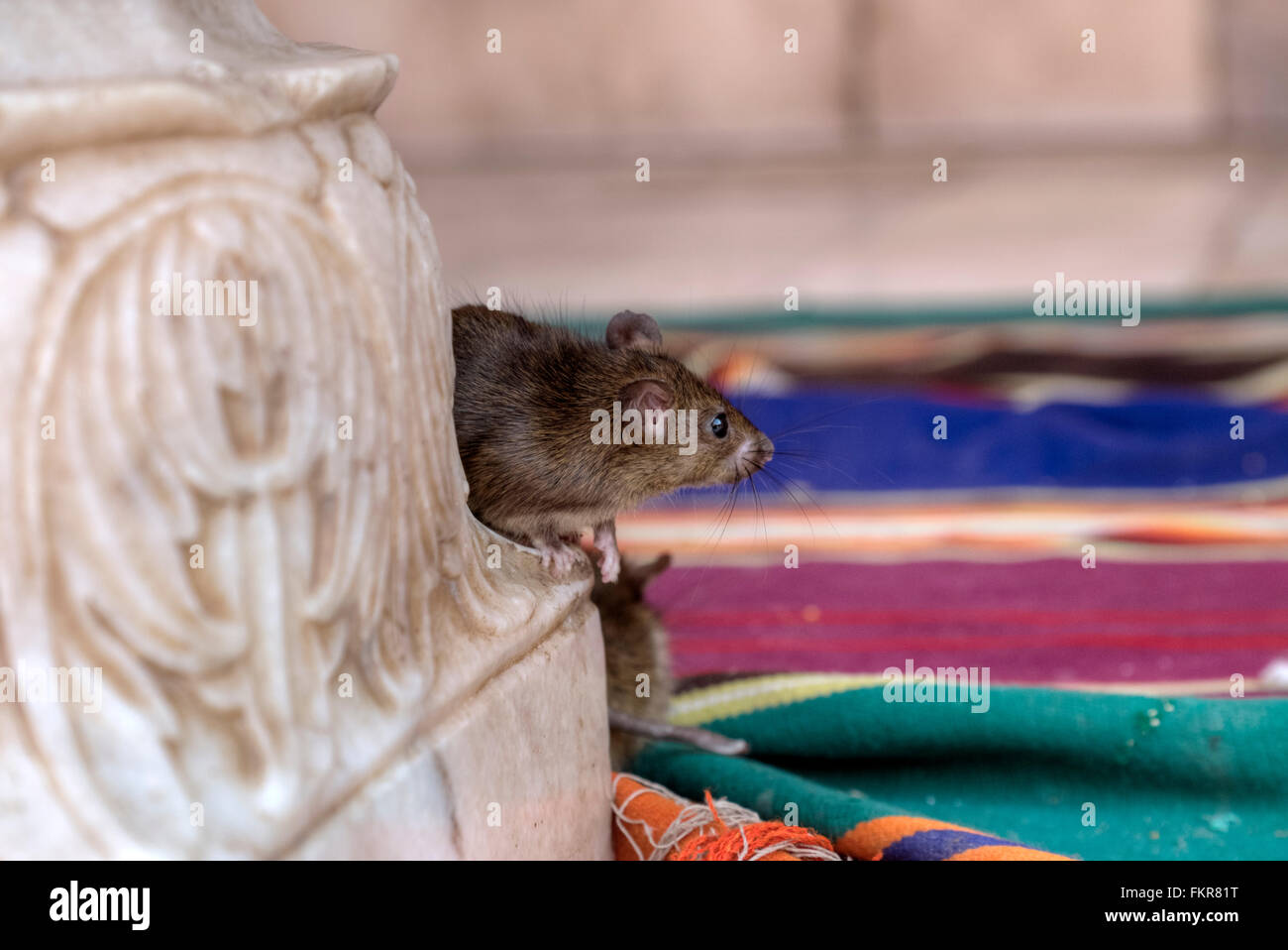 Karni Mata Temple, Temple of rats, Deshnoke, Bikaner, Rajasthan, India Stock Photo
