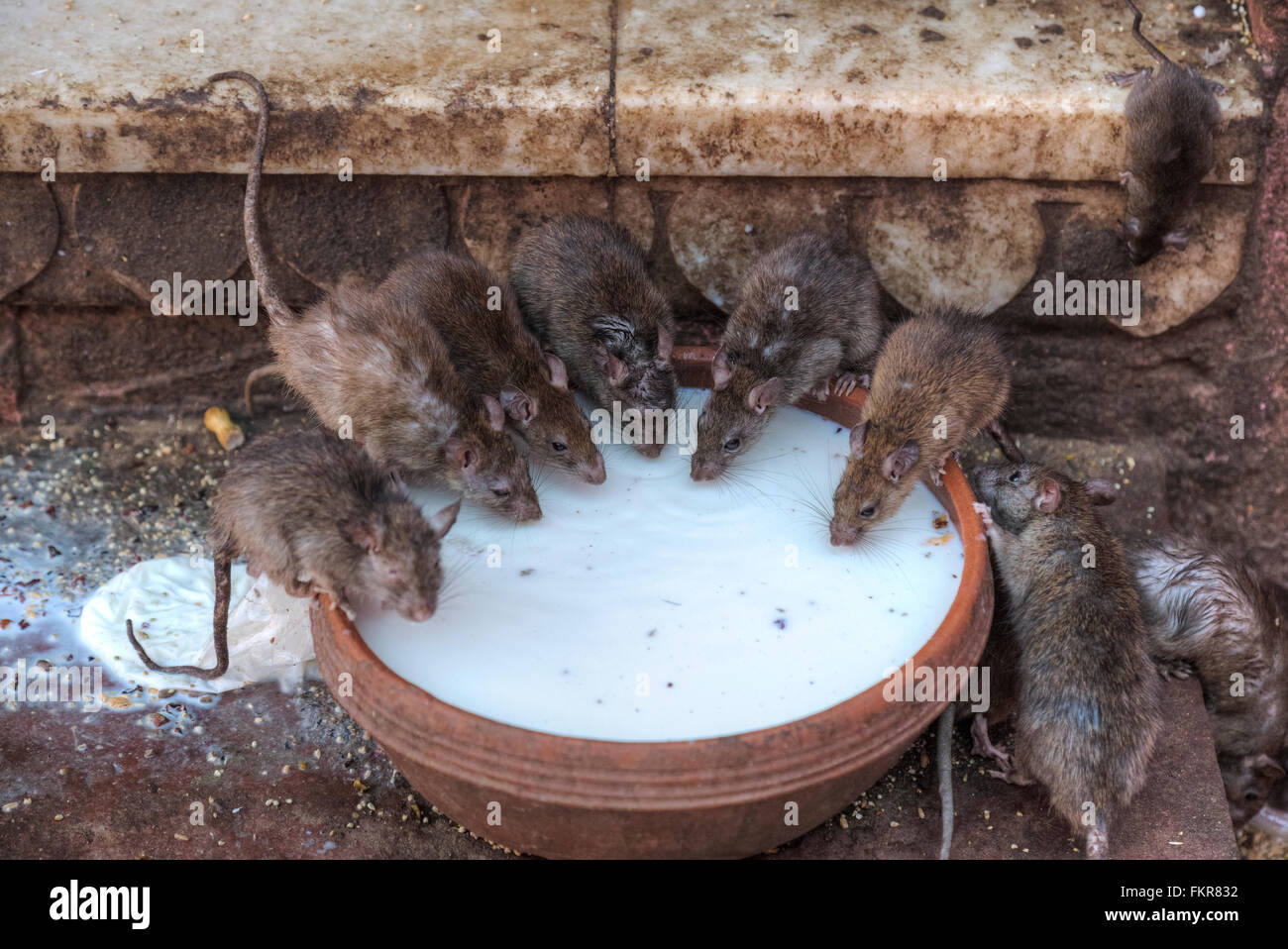 Karni Mata Temple, Temple of rats, Deshnoke, Bikaner, Rajasthan, India Stock Photo