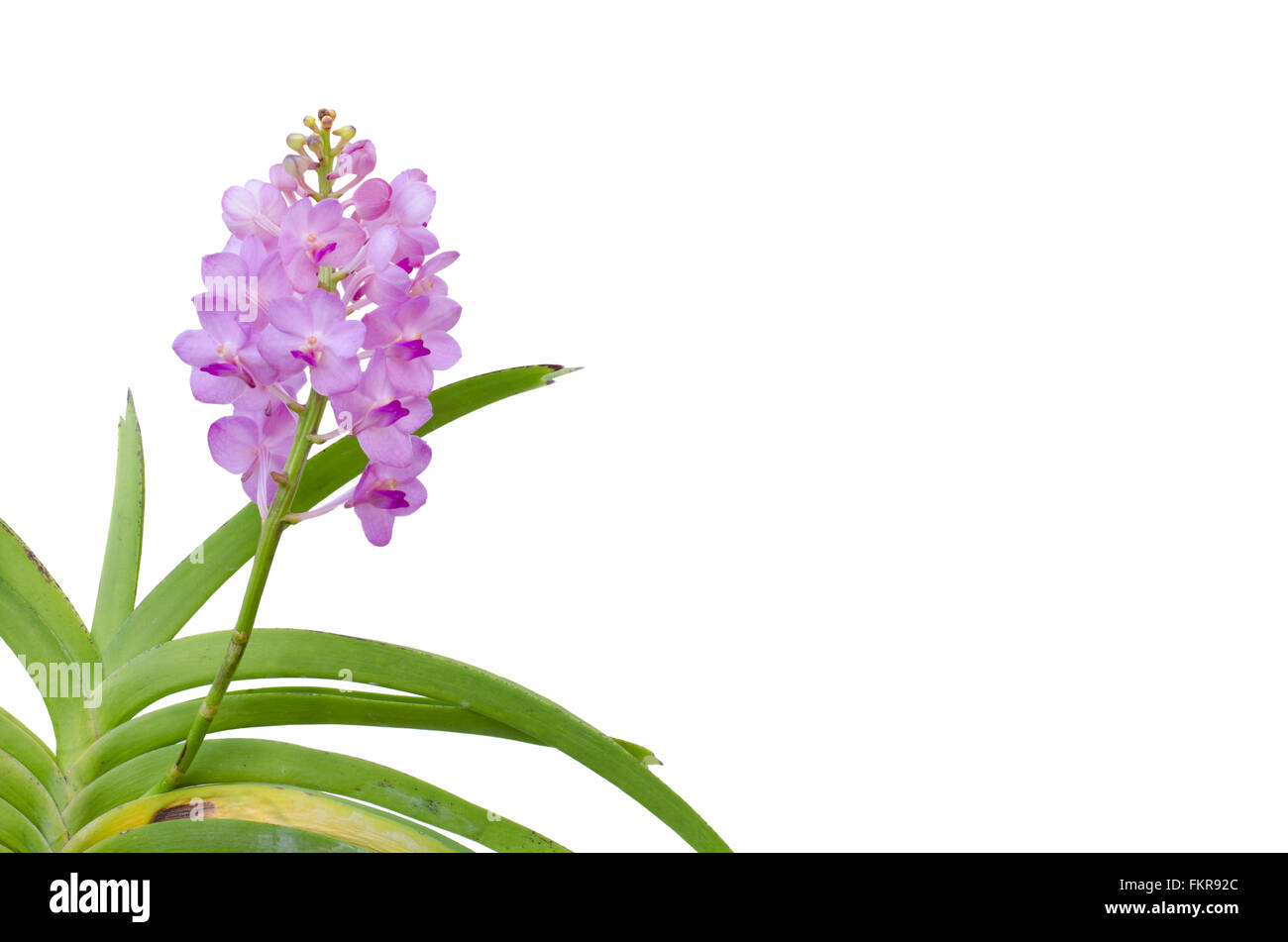 Hybrids vanda orchid isolated on white background Stock Photo