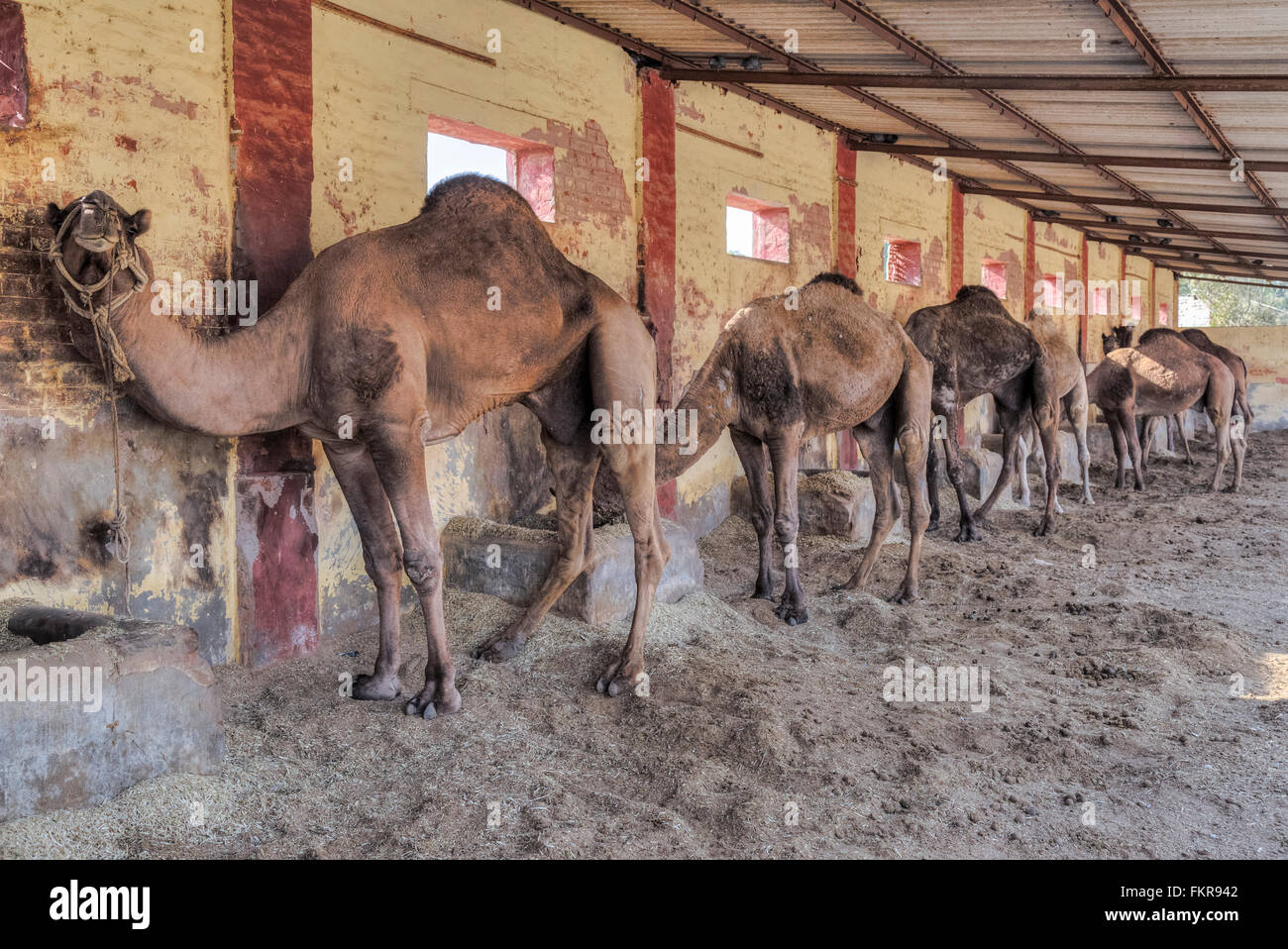 Kamelfarm hi-res stock photography and images - Alamy