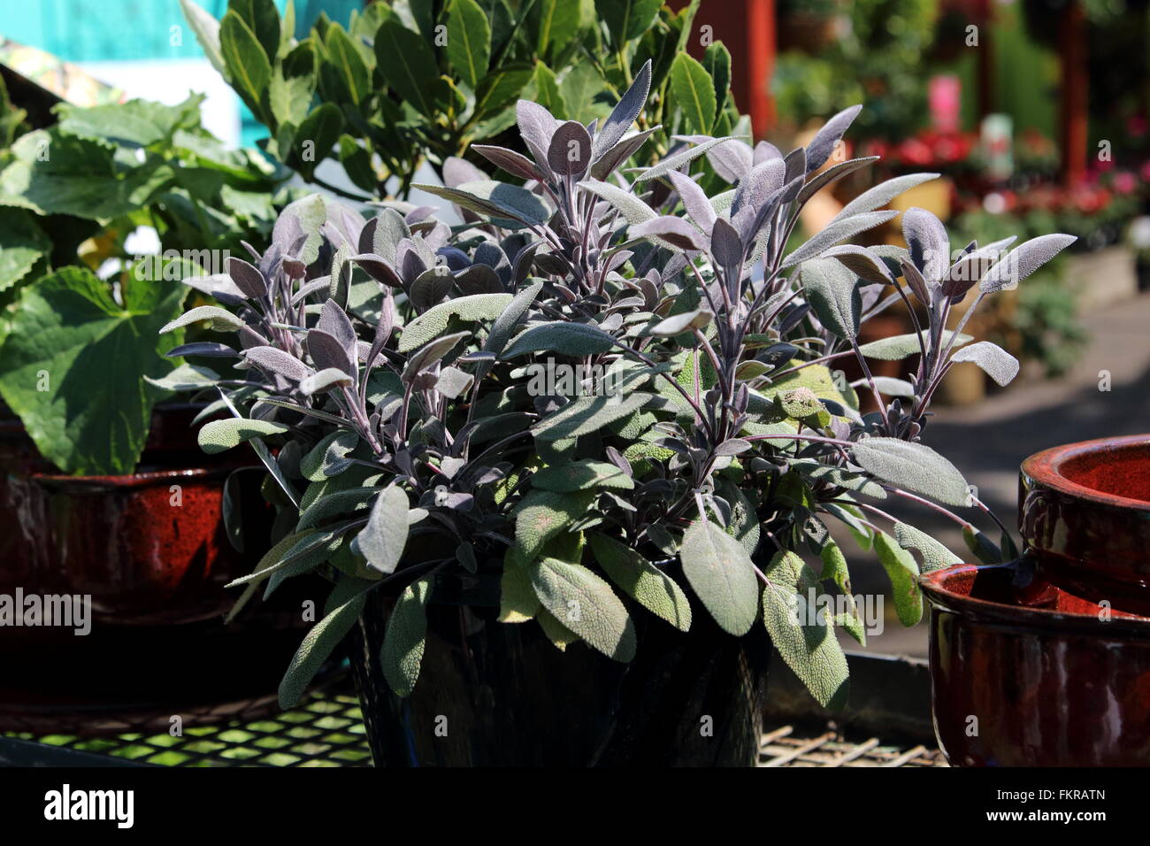 Growing Salvia officinalis Purpurascens or known as Purple Sage in a pot Stock Photo