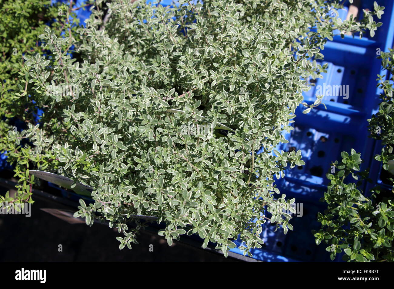 Thymus X citriodorus ‘Aureus’  or known as Thyme lemon variegated Stock Photo