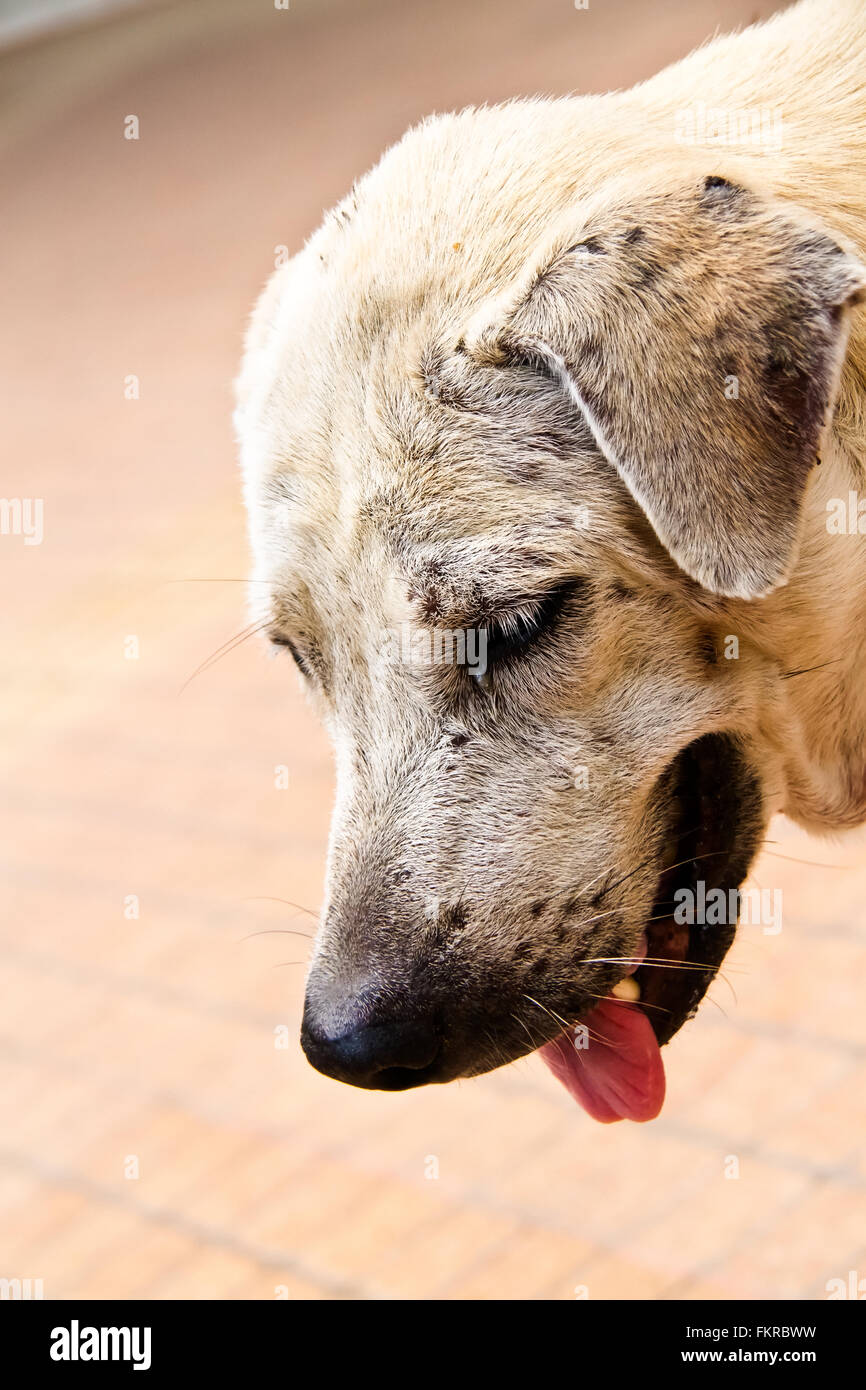 Close up of dog head , feel sad Stock Photo Alamy