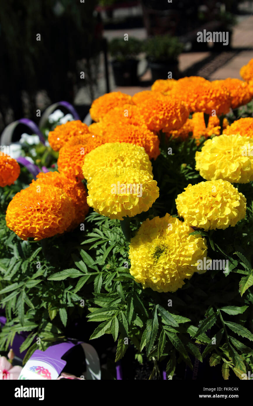 Tagetes erecta or also known as Marigold African Orange Stock Photo