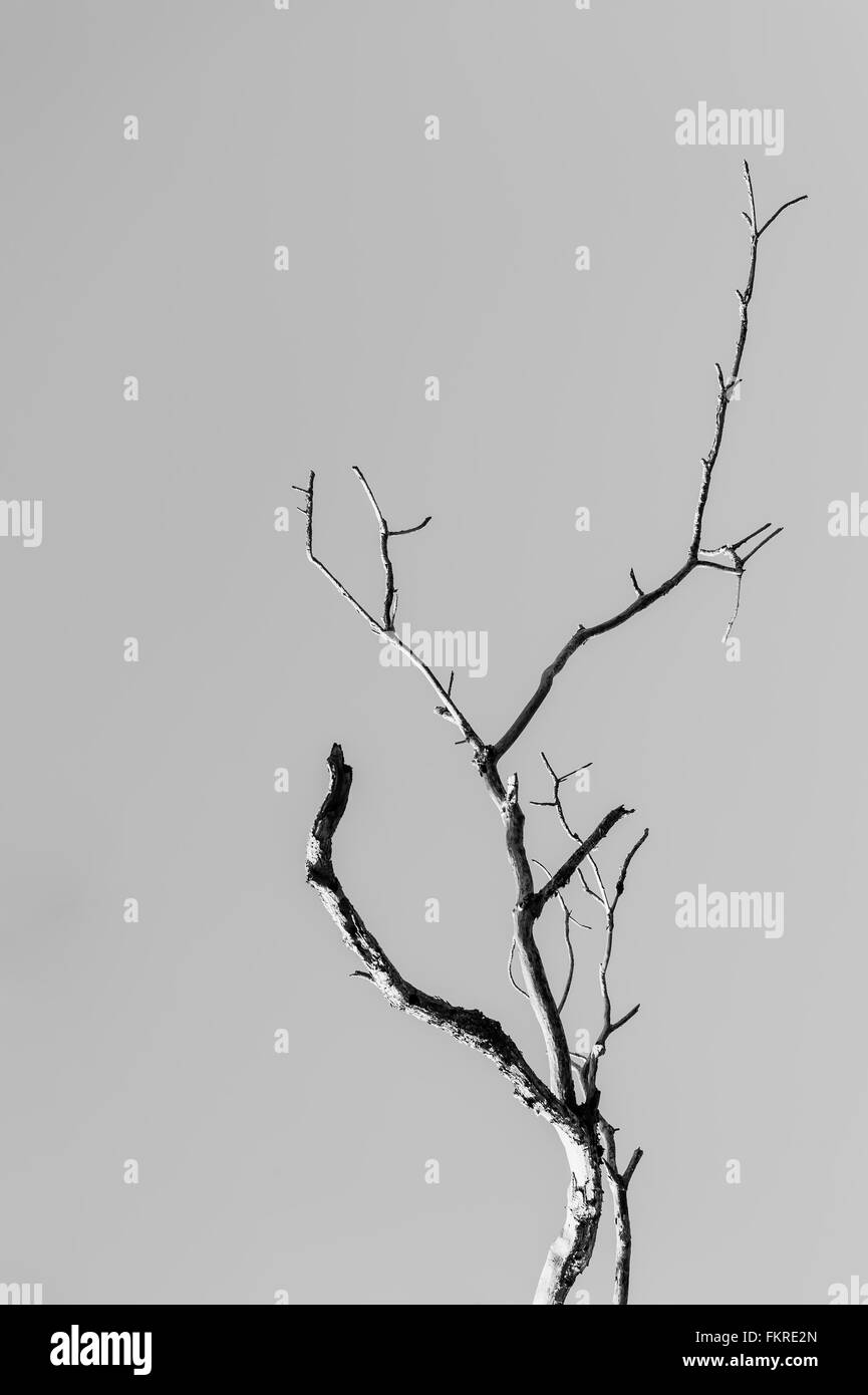 Branch of tree on gray background Stock Photo