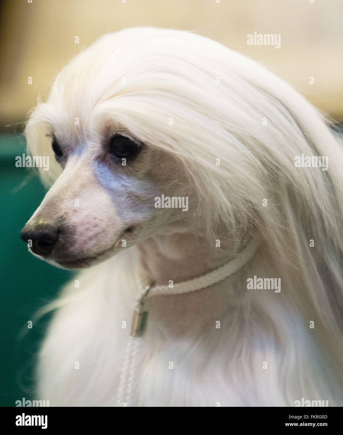Chinese hotsell crested haircut