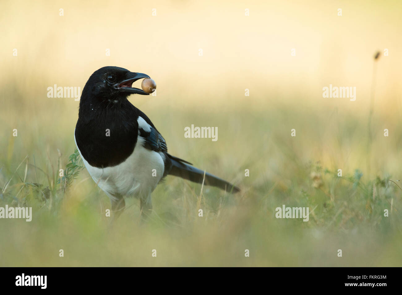 Eurasian Magpie / Elster ( Pica pica ), young bird, holds an acorn in its beak to hide it for winter food stock, watching around Stock Photo