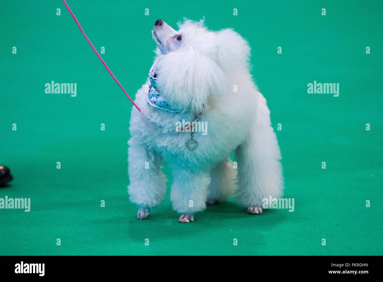 Birmingham, UK. 10th March, 2016. A Miniature Poodle looks up to his owner at Crufts 2016. Credit: Jon Freeman/Alamy Live News Stock Photo