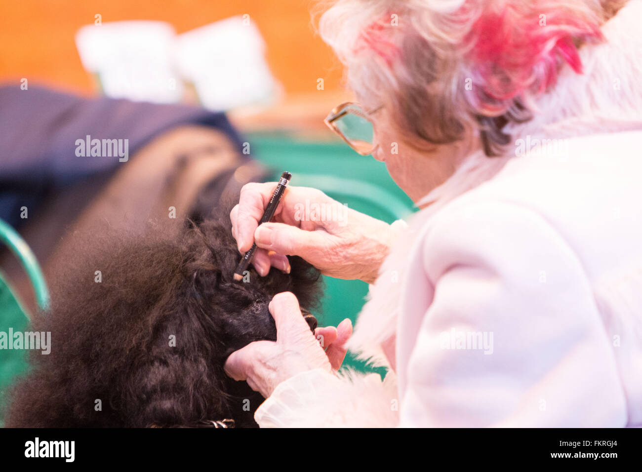 Birmingham, UK. 10th March, 2016. A lady applies eye makeup to her Miniature Poodle ahead of showing at Crufts 2016. Credit: Jon Freeman/Alamy Live News Stock Photo