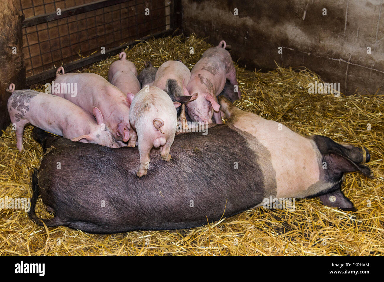 Young pigs suckling from mother cheeky one standing on top showing rear with curley tail and male genitalia. Humorous image. Stock Photo
