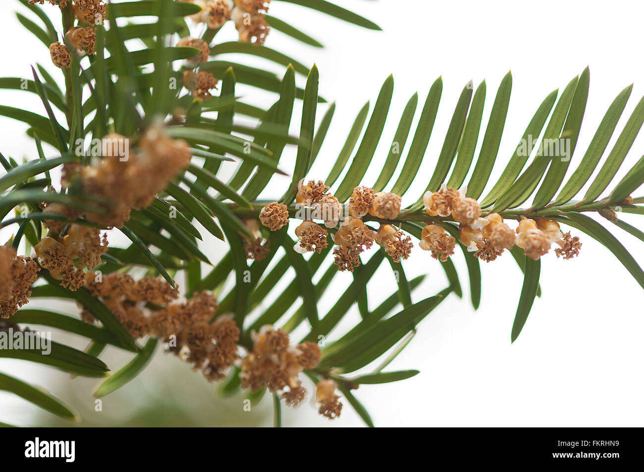 Close-up on a pine branch with pine buds Stock Photo