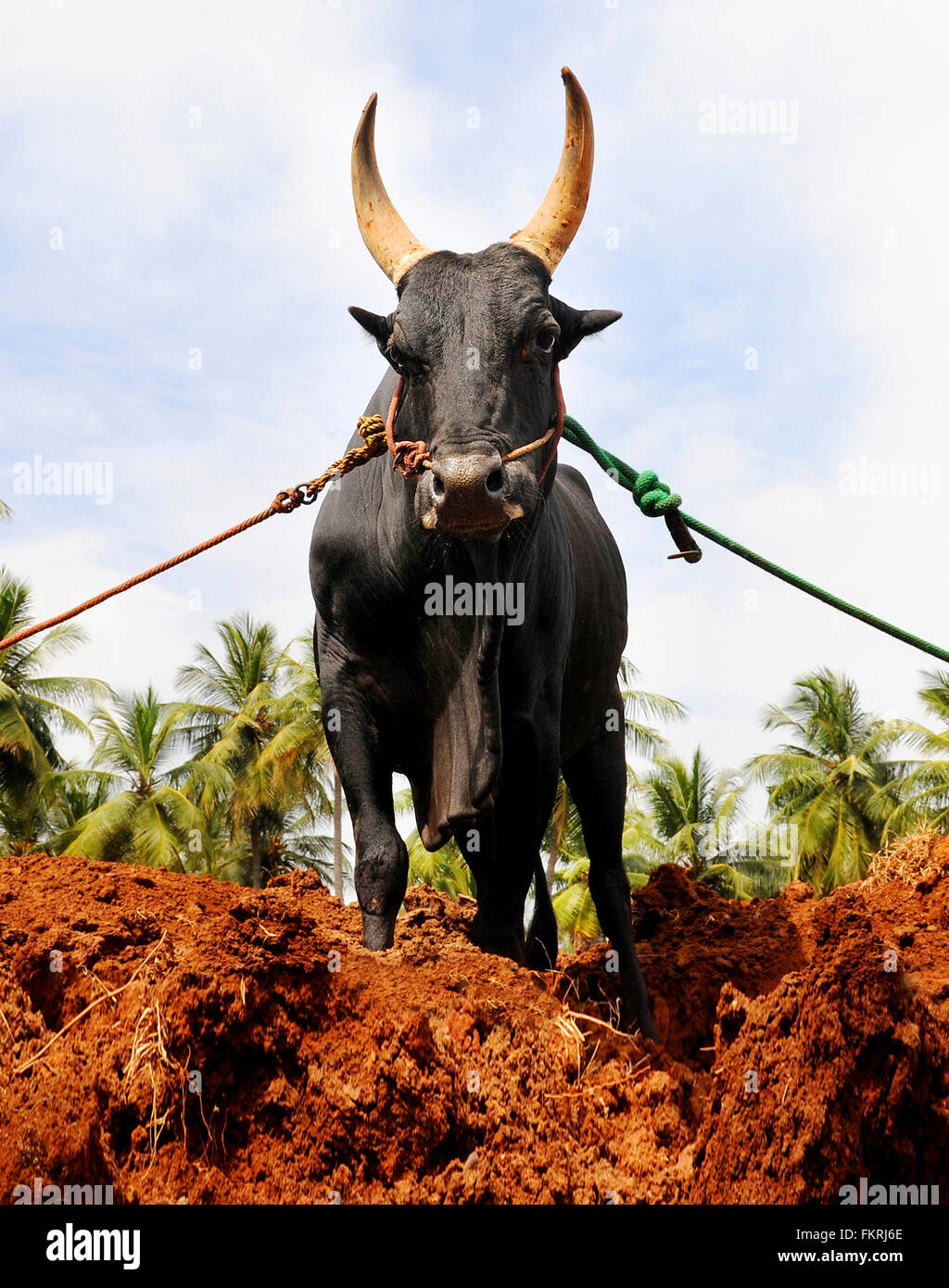 Indian Wall Art Tamil Nadu Print Jallikattu Bull Oil 