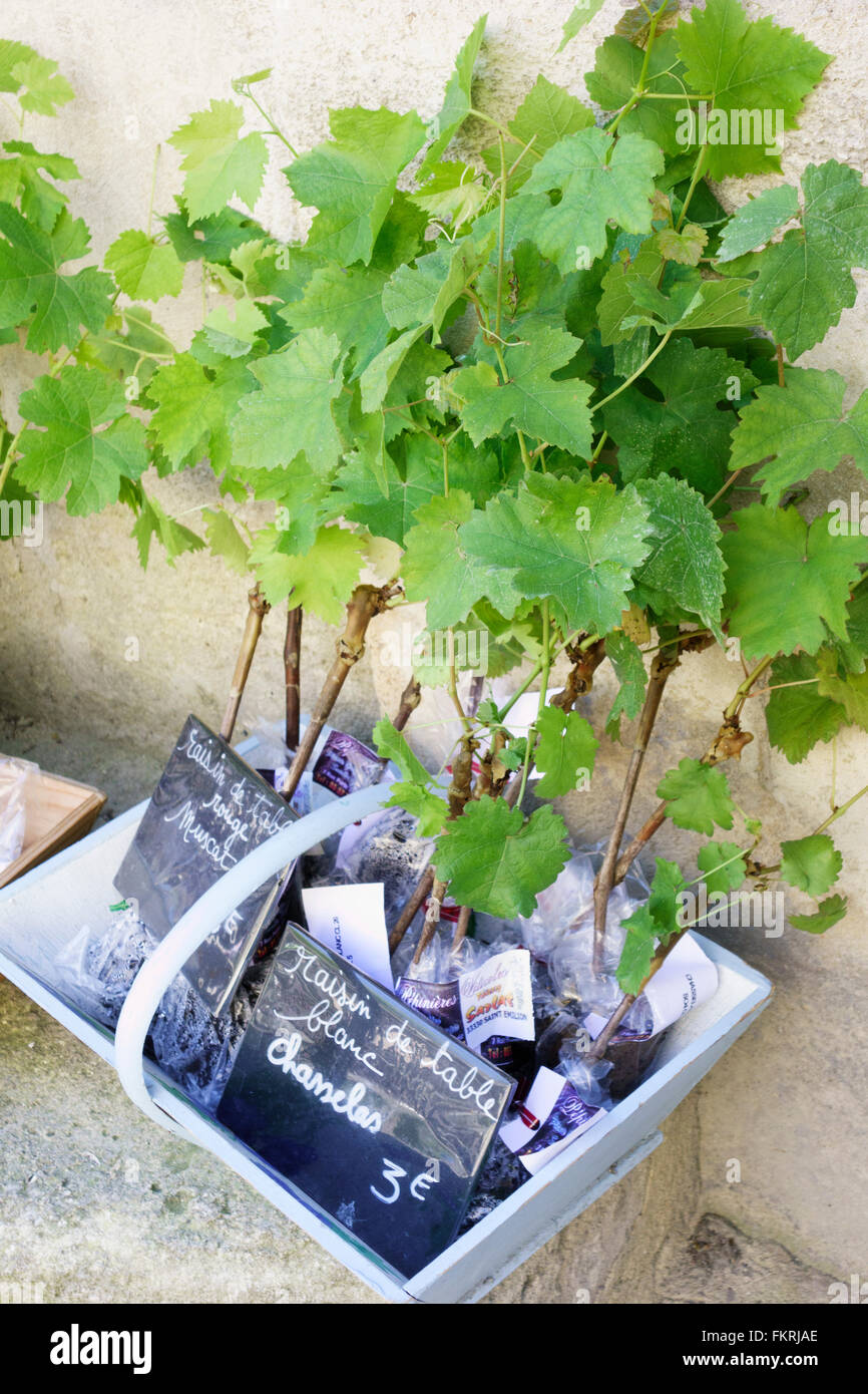 Chasselas grape vine plants for sale in Saint Emilion, Gironde, France  Stock Photo - Alamy