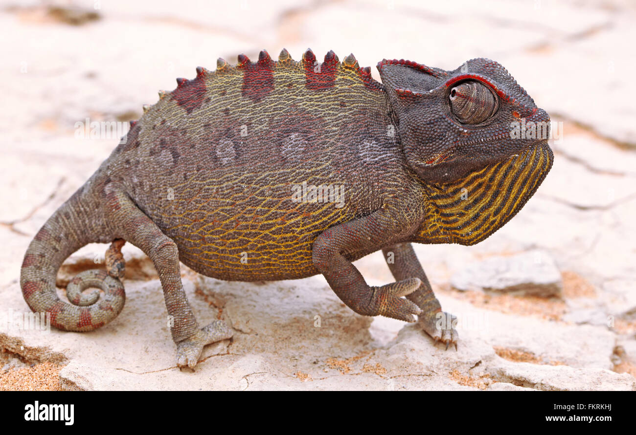 Namaqua chameleon, Chamaeleo namaquensis, Namibia Stock Photo