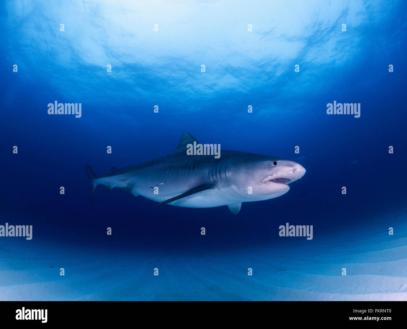 Female Tiger Sharks at Tiger Beach in The Bahamas Stock Photo - Alamy