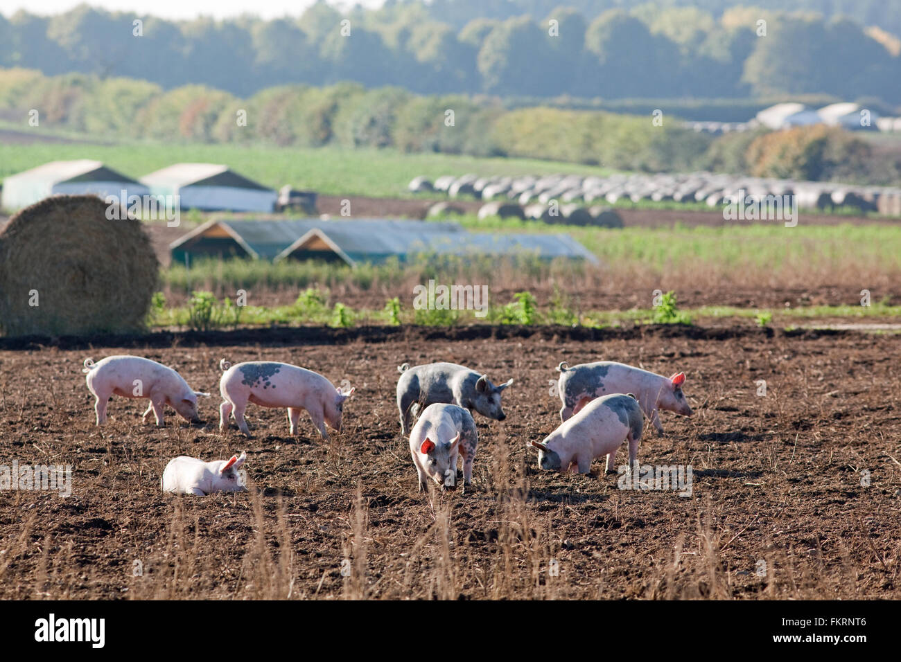Pig Farm. Domestic animals (Sus scrofa). Outdoor, free range enclosure. Pigs contained by electric fence wires and straw bales. Stock Photo