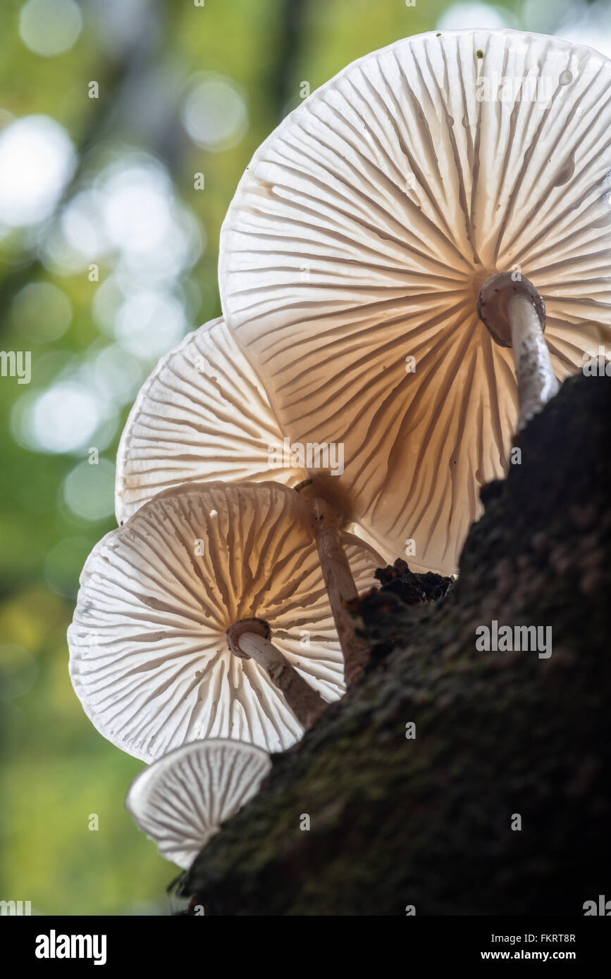 Backlit Porcelain mushrooms {Oudemansiella mucida} on a beech tree in Padley Gorge. October. Stock Photo