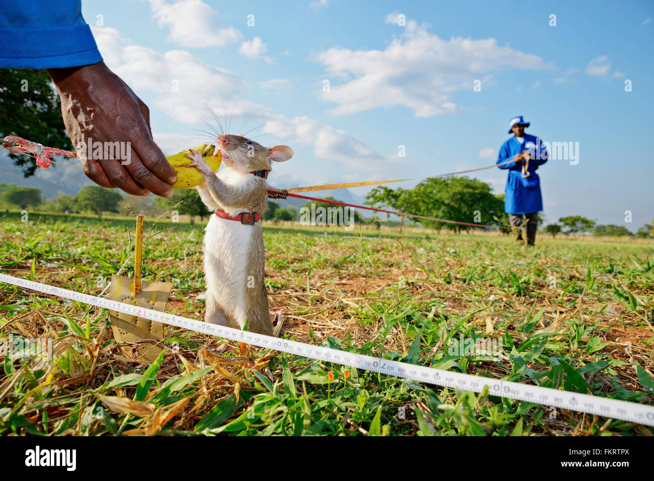 Apopo is a Belgian NGO who trains giant pouched rats for detecting landmines and other explosives. Morogoro, Tanzania. Stock Photo