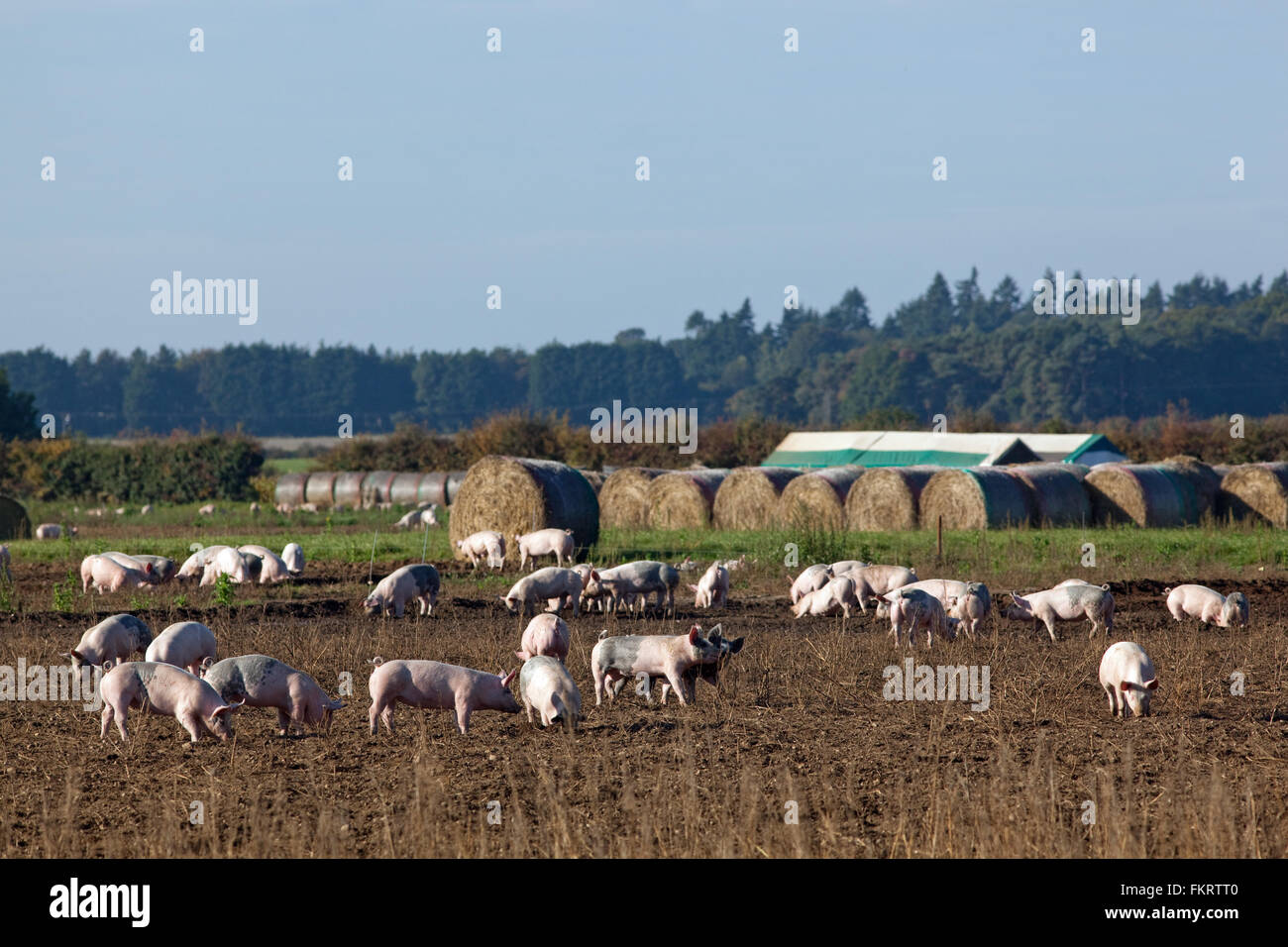 Pig Farm. Domestic animals (Sus scrofa). Outdoor, free range enclosure. Pigs contained by electric fence wires. Norfolk. UK. Stock Photo