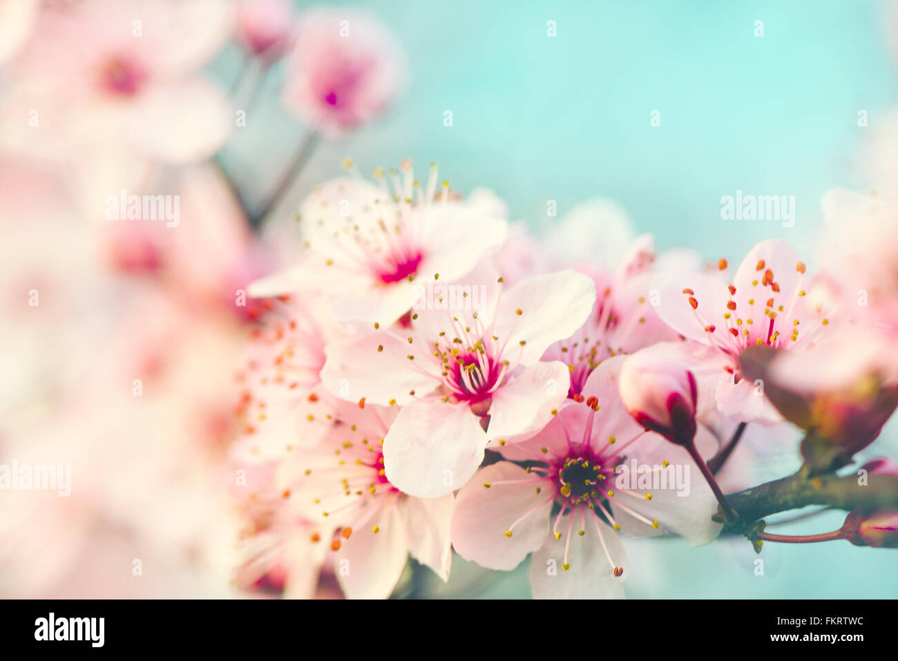 Pink flowers tree blossoming in spring, selective soft focus, shallow depth of field Stock Photo