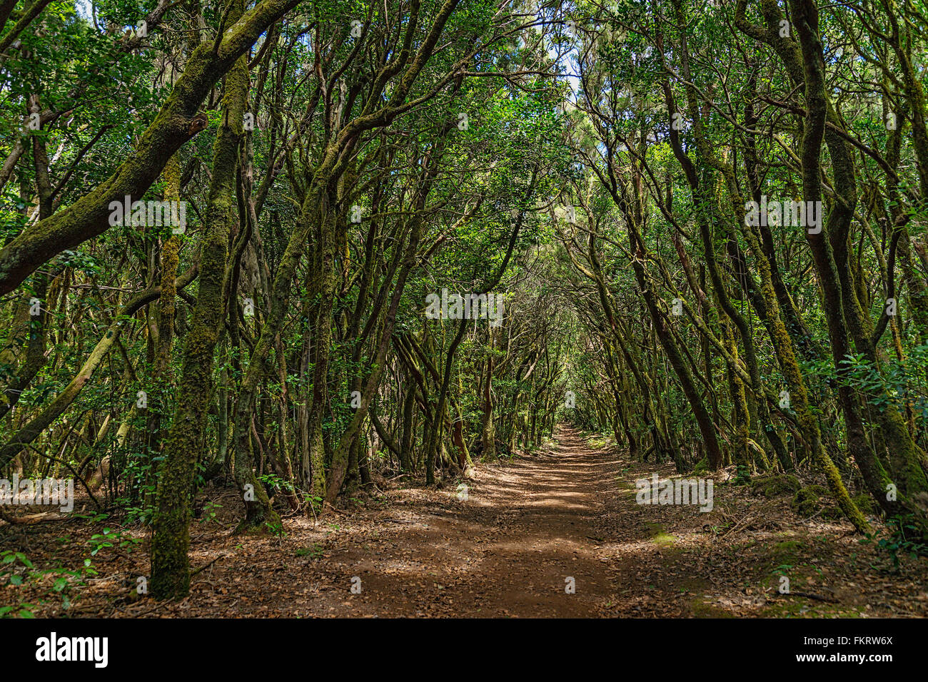 Garajonay National Park is covered by dense laurel forests. La Gomera, Canary Islands, Spain. Stock Photo