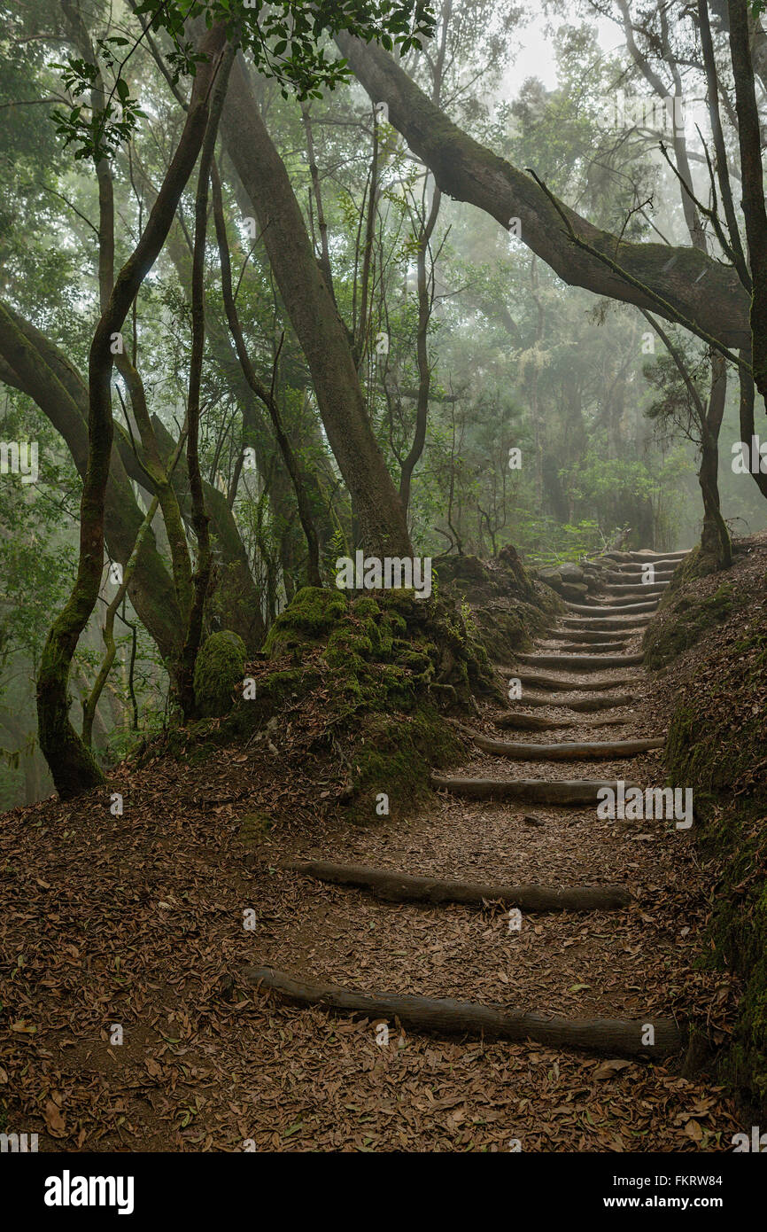 Garajonay National Park is covered by foggy laurel forests. La Gomera, Canary Islands, Spain. Stock Photo