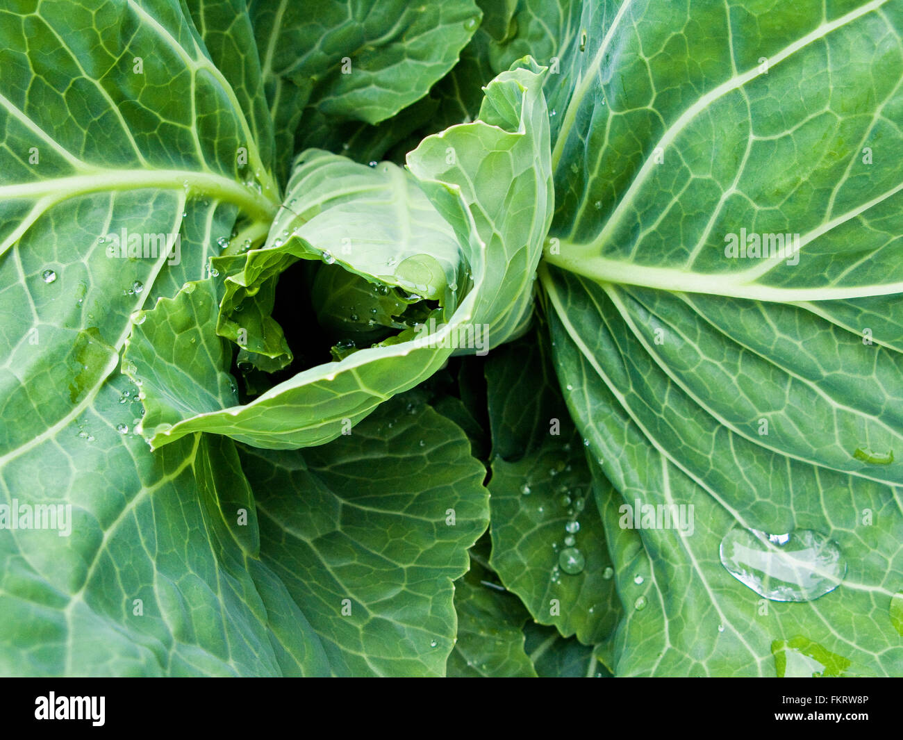 Close up of curling leaves Stock Photo Alamy