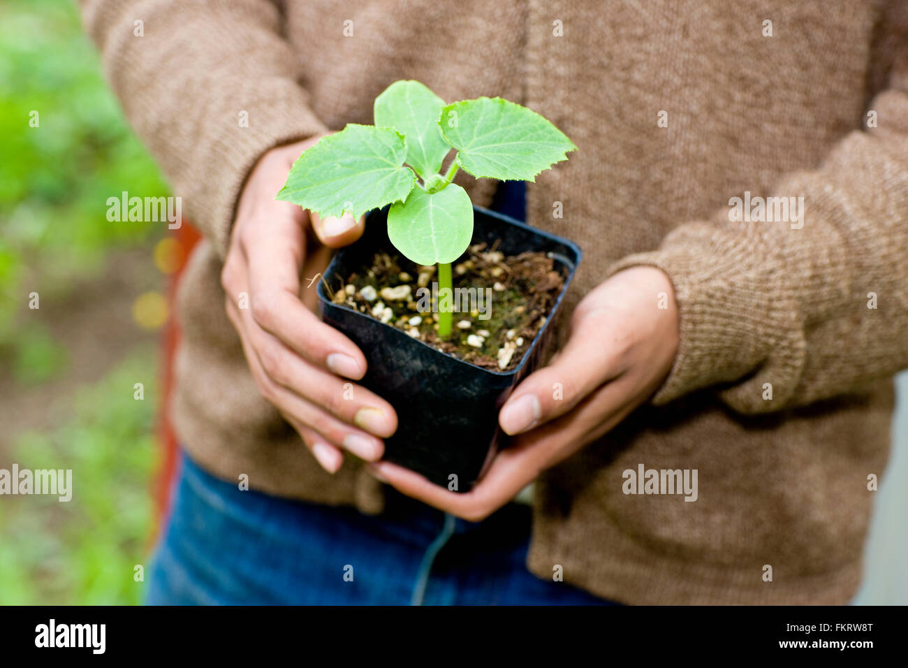 Japanese gardener holding potted plant Stock Photo