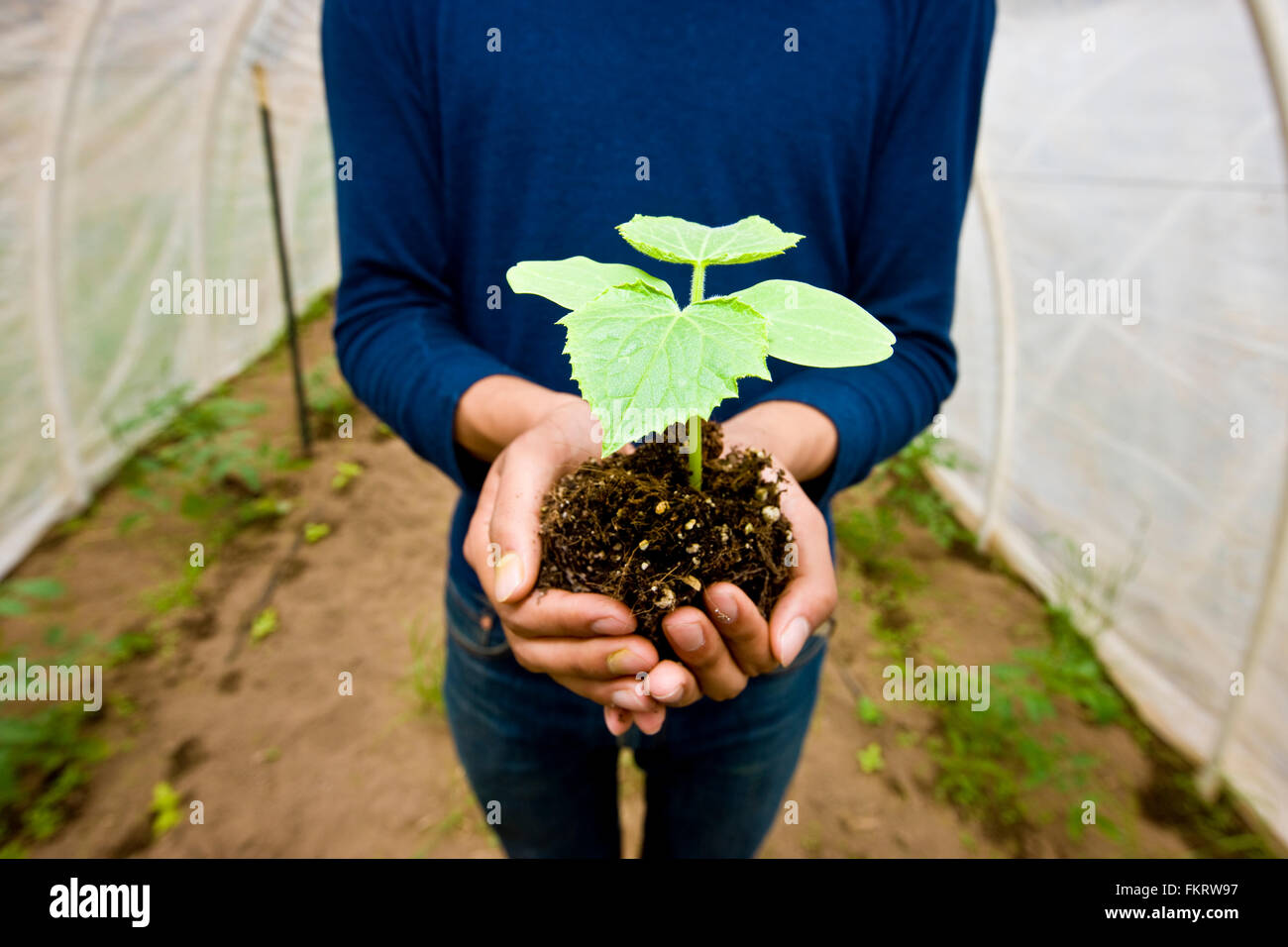 Japanese gardener holding potted plant in greenhouse Stock Photo - Alamy