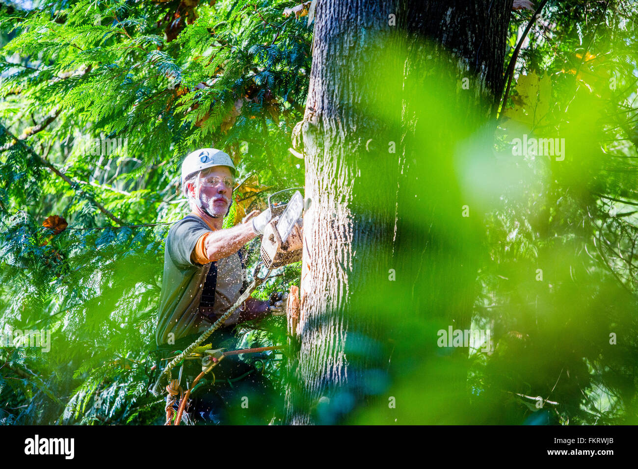Logger using chainsaw on tree Stock Photo