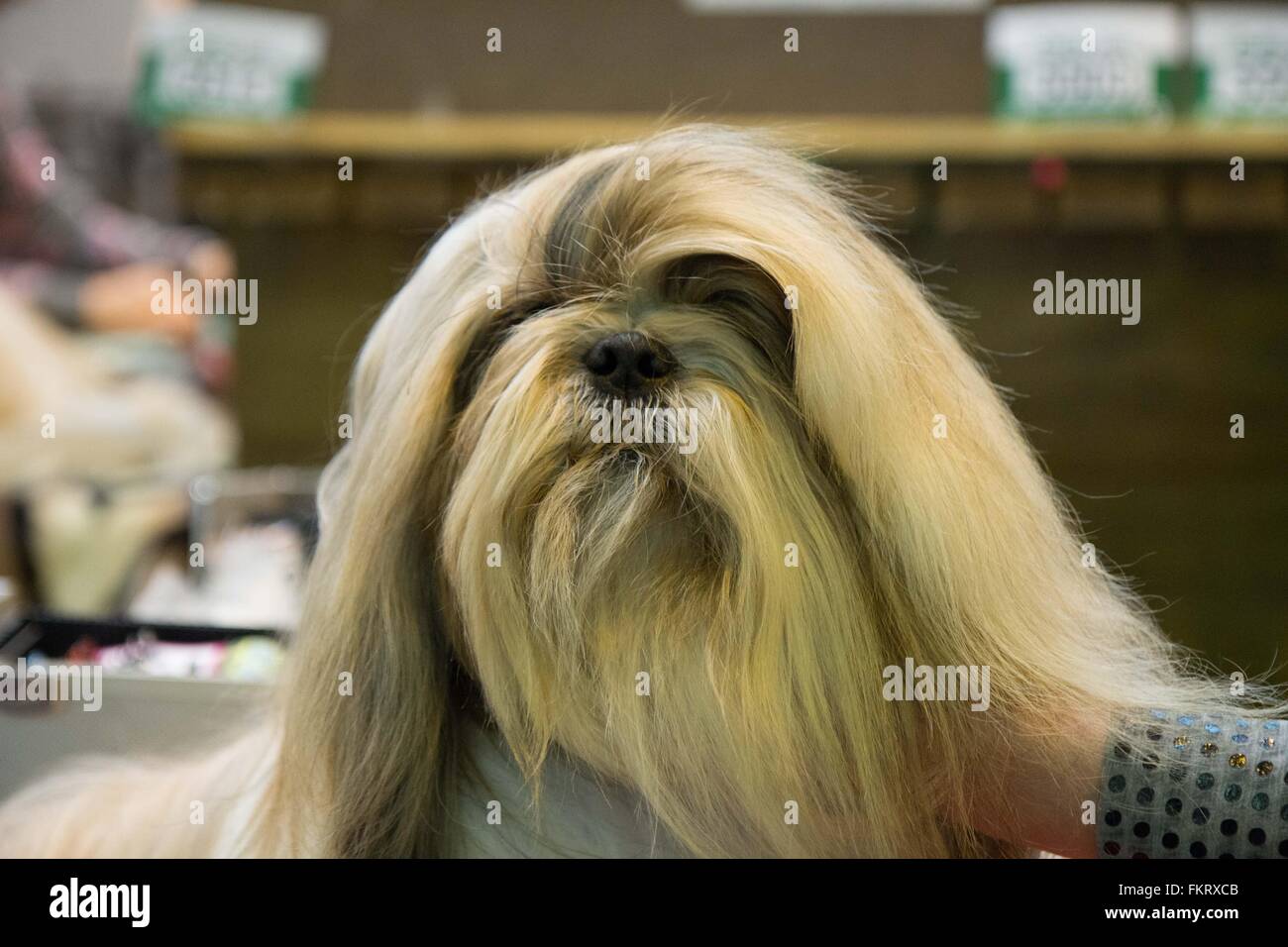 lhasa apso crufts