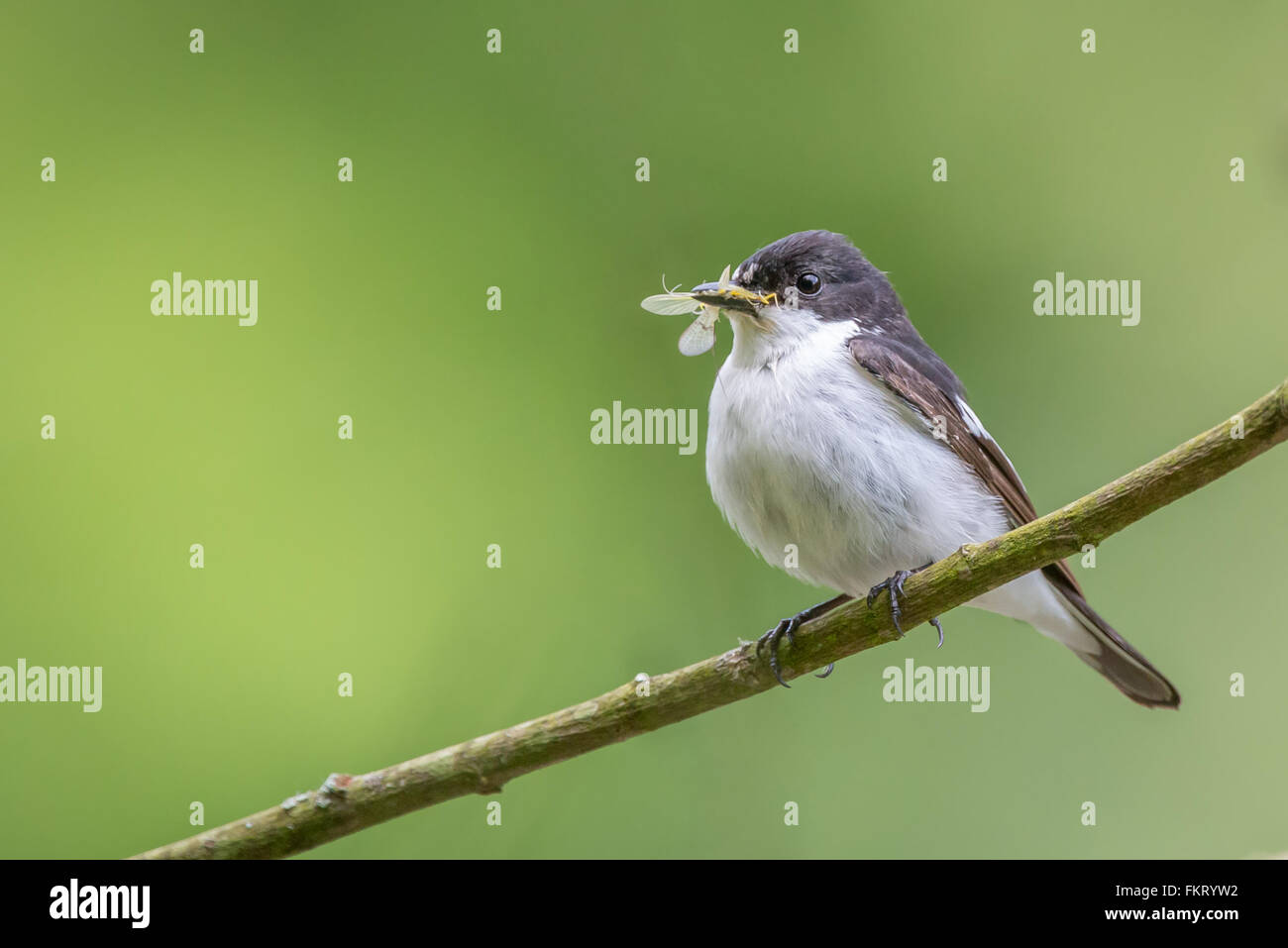 This pied flycatcher {Ficedula hypoleuca} was living up to its name, catching mayflies over the Usk river in the Brecon Beacons. Stock Photo