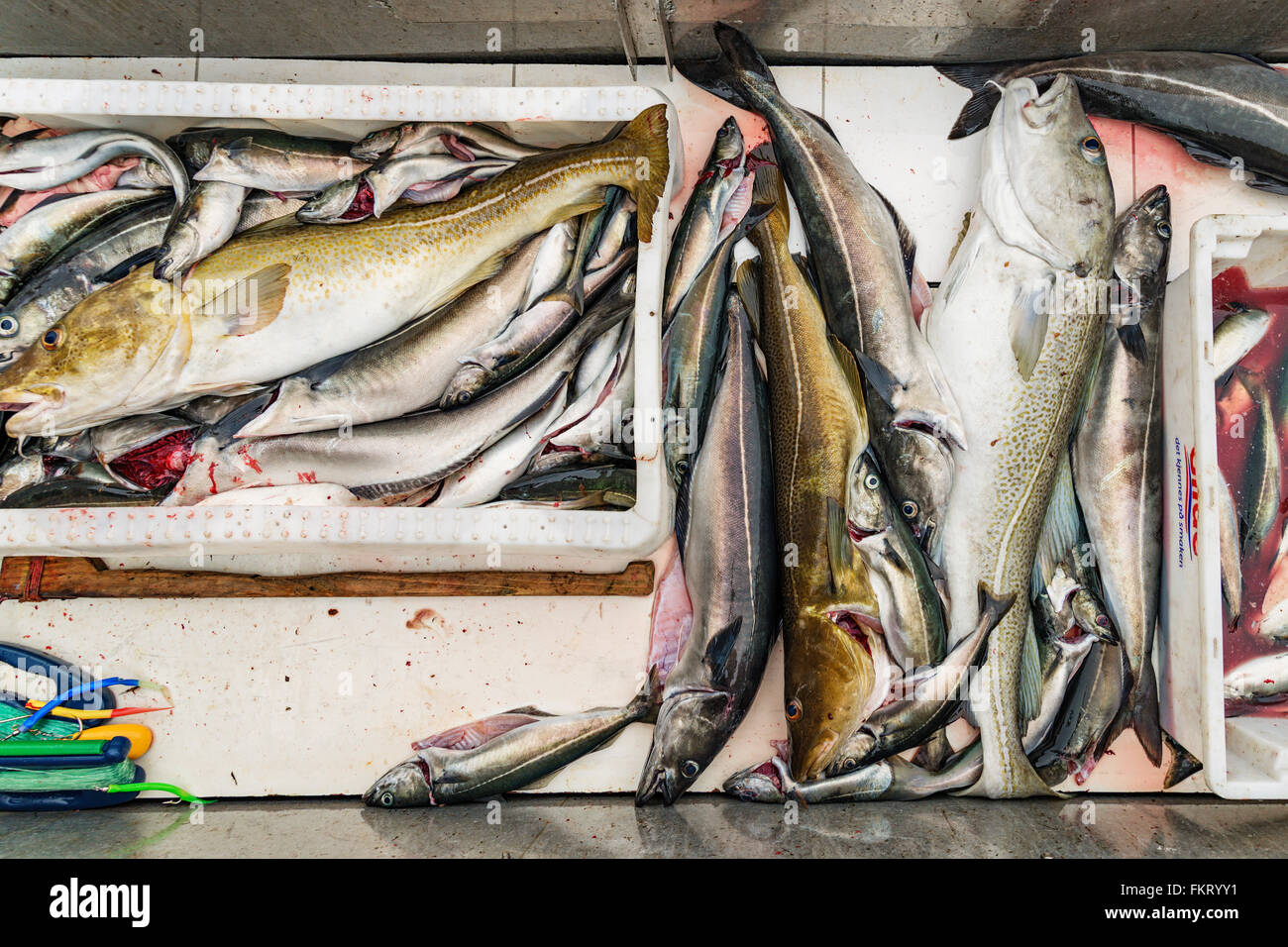 Catch of a 2-hour fishing trip includes several boxes of coalfish and cod. Lofoten islands, Norway. Stock Photo
