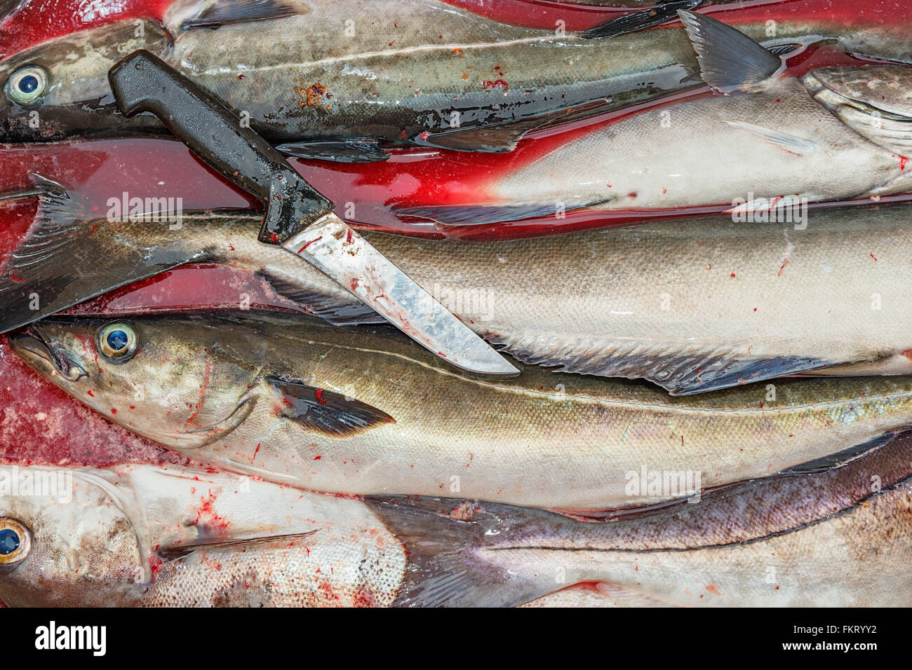 Catch of a 2-hour fishing trip includes several boxes of coalfish and cod. Lofoten islands, Norway. Stock Photo