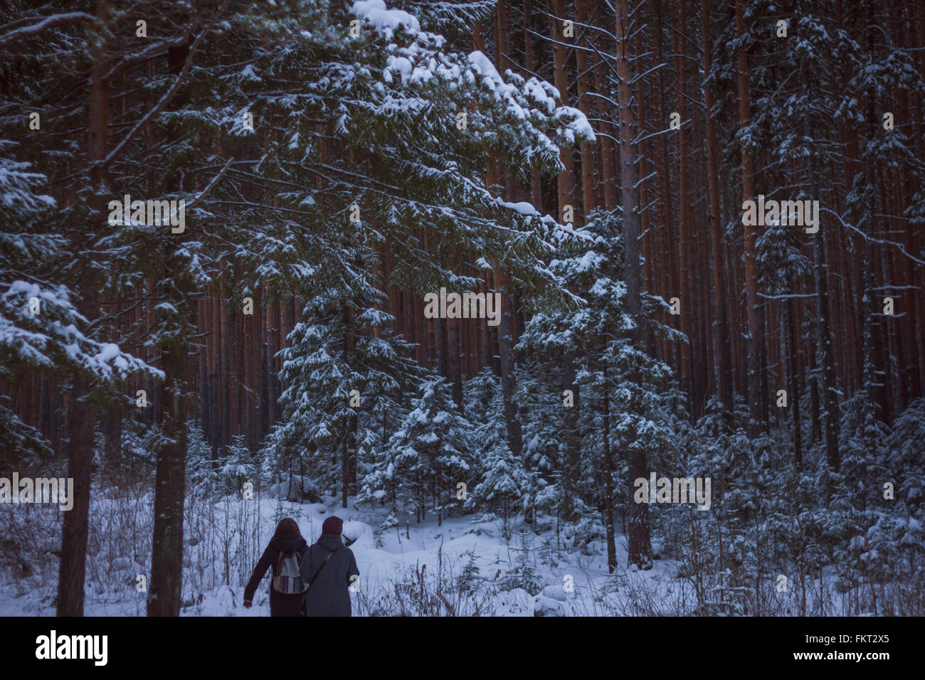Caucasian women walking in snowy forest Stock Photo