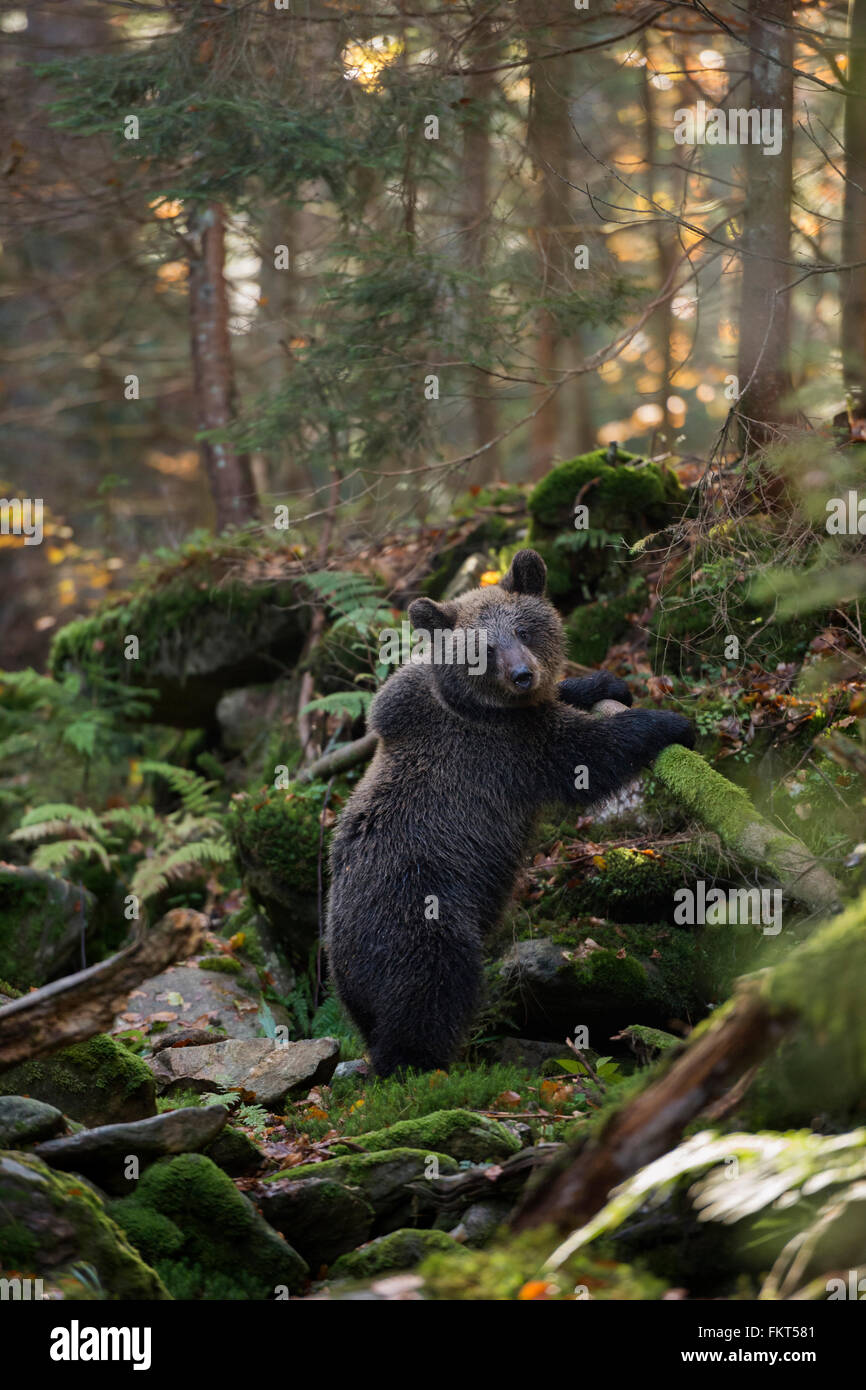 European Brown Bear /  Braunbaer ( Ursus arctos ), cute cub, stands upright in a wild autumnal colored ravine forest. Stock Photo