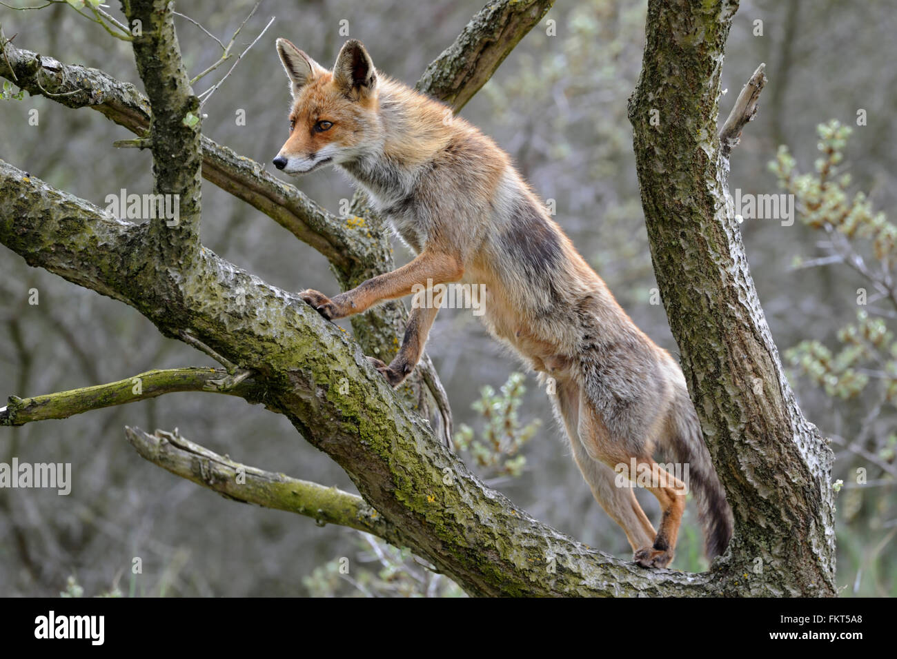 Red Fox / Rotfuchs ( Vulpes vulpes ), cunning vixen, climbs, climbing in a tree to get good overview, attentively watching. Stock Photo