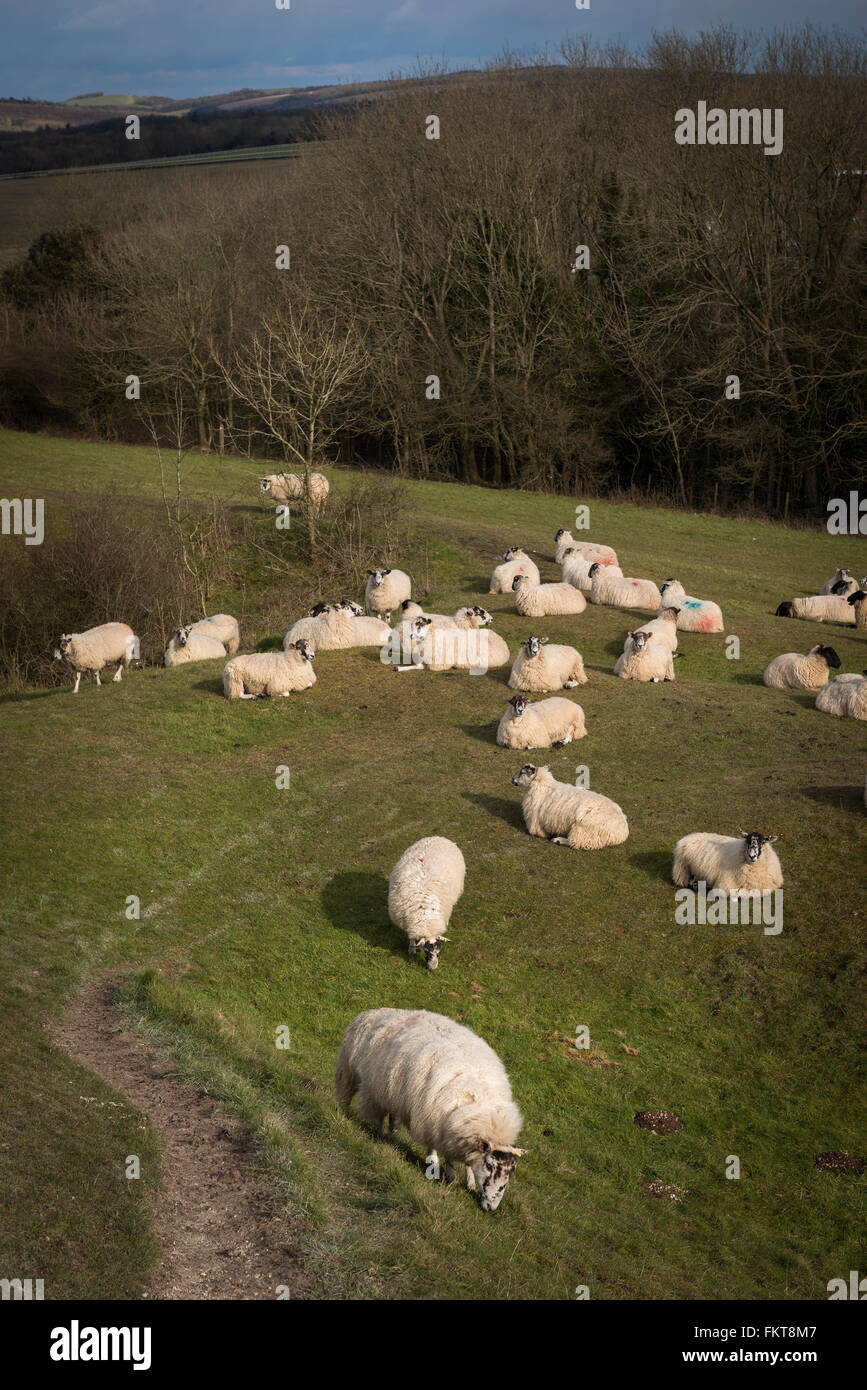 A flock of Downland sheep on The Trundle near Chichester, West Sussex, UK Stock Photo