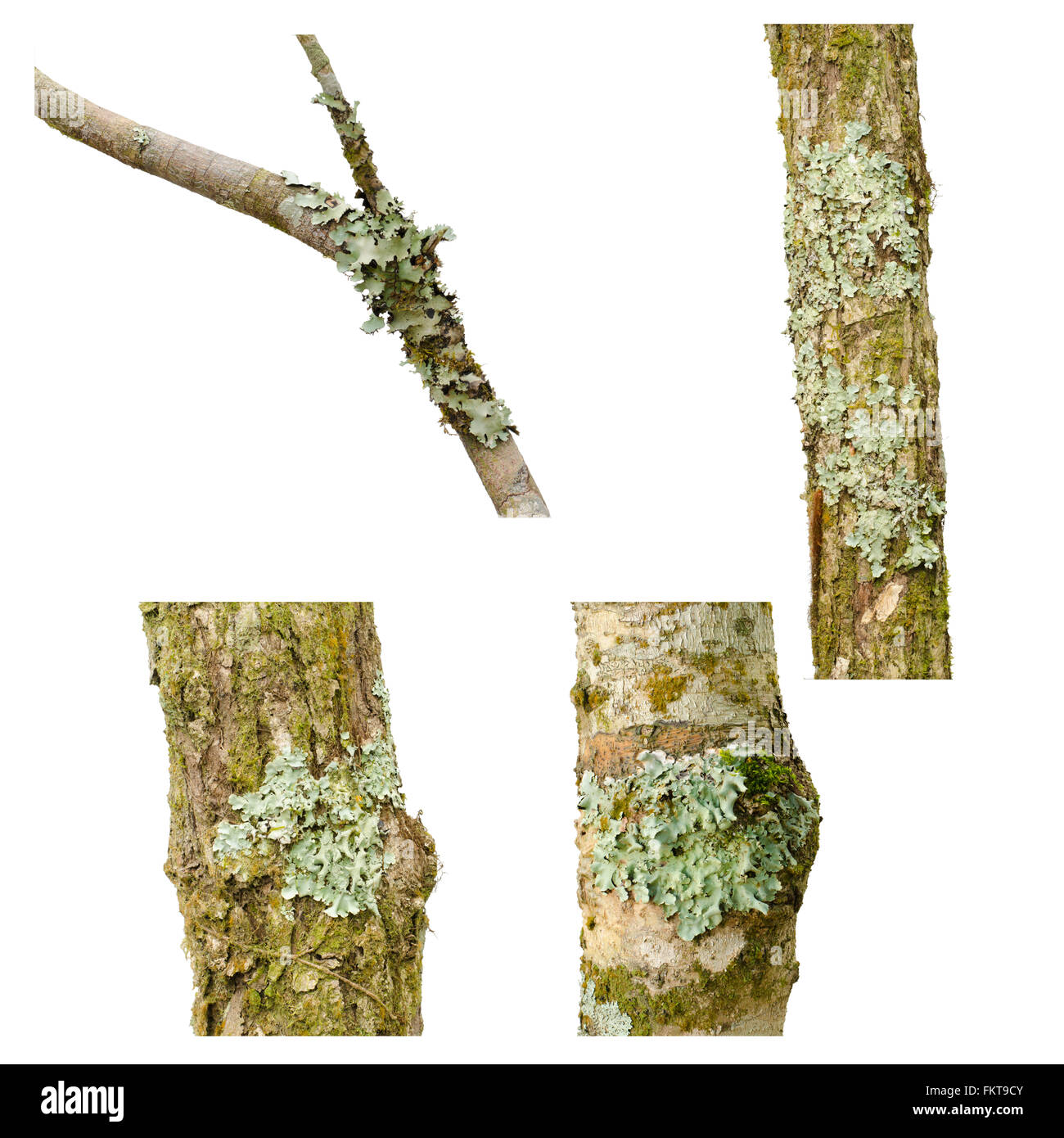 Lichen on a tree branch isolated on white background Stock Photo